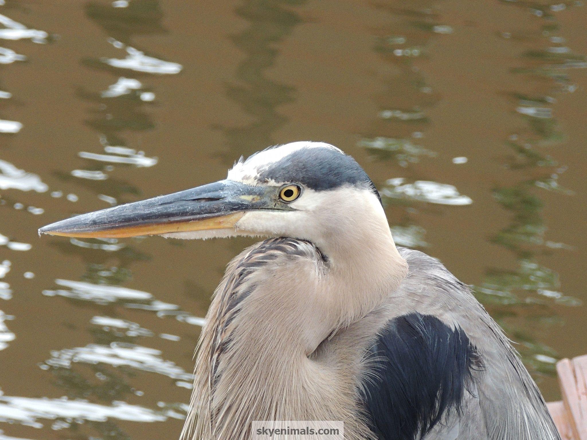 2048x1536 Free Heron and Egret Wallpaper