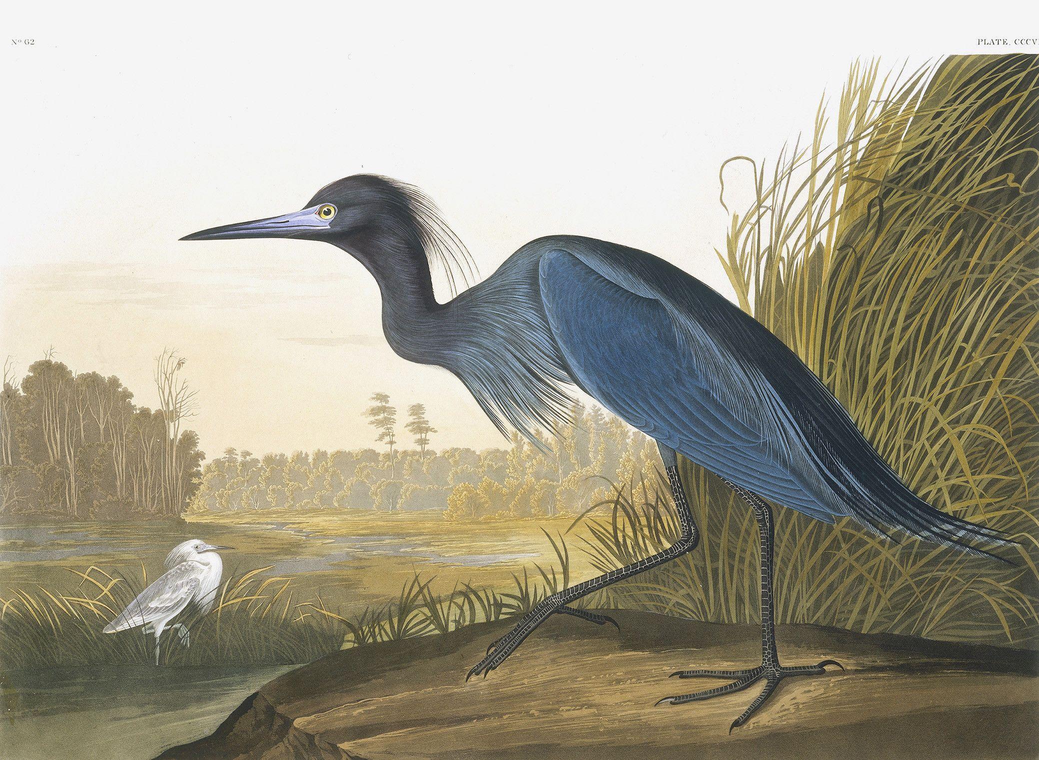2079x1521 Little Blue Heron. Wallpaper Mural .surfaceview.co.uk