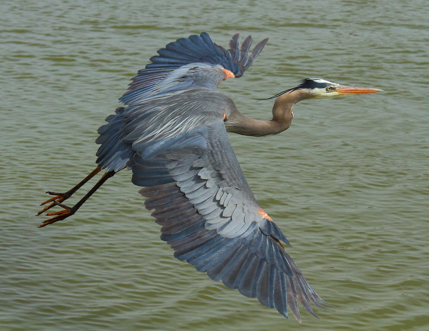 1500x1159 Blue Heron wallpaper, Animal, HQ Blue .