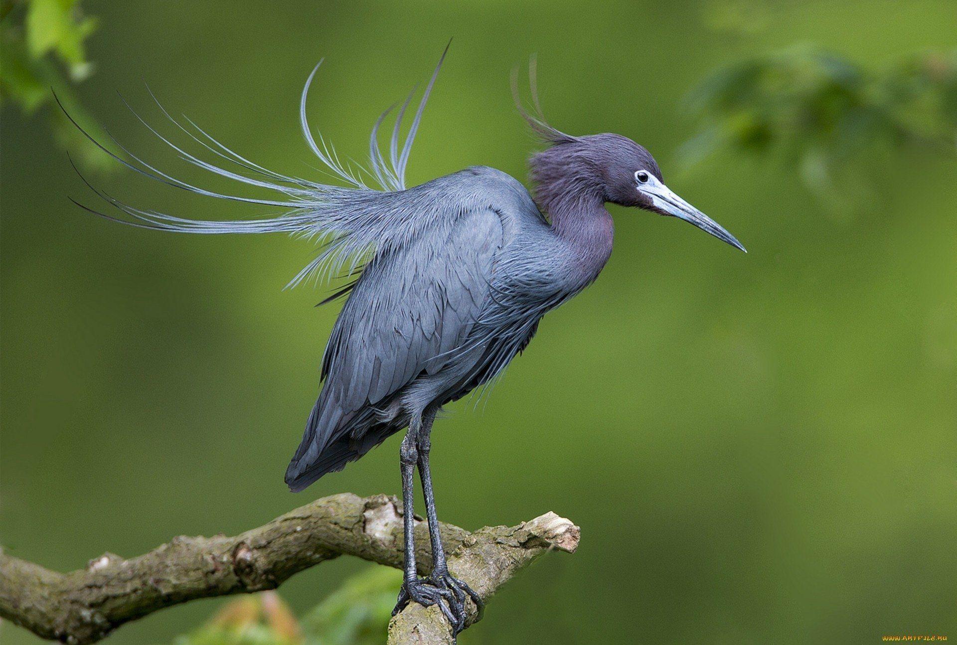 1920x1294 Hd Wallpaper Blue Heron .itl.cat