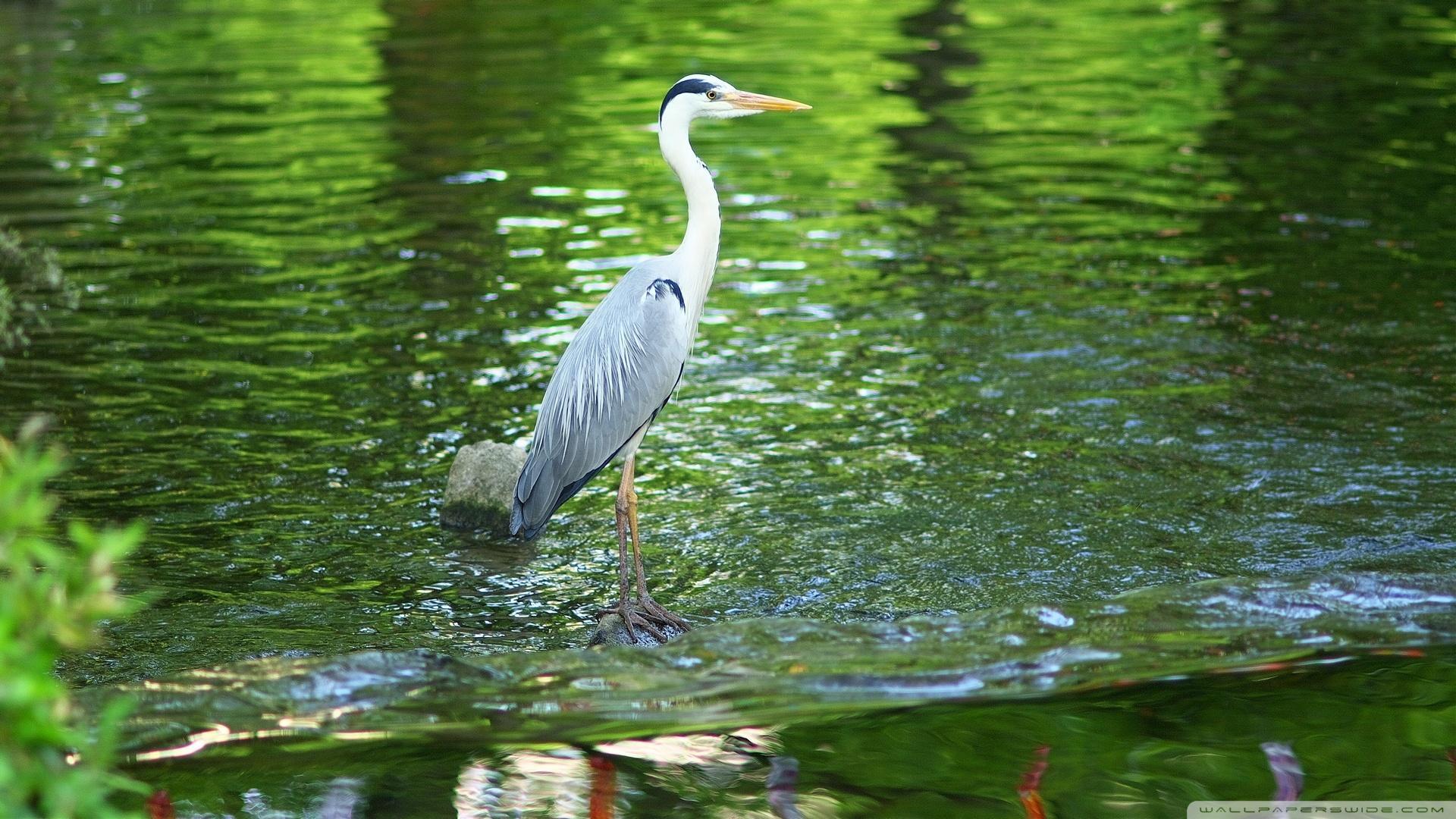 1920x1080 Herons