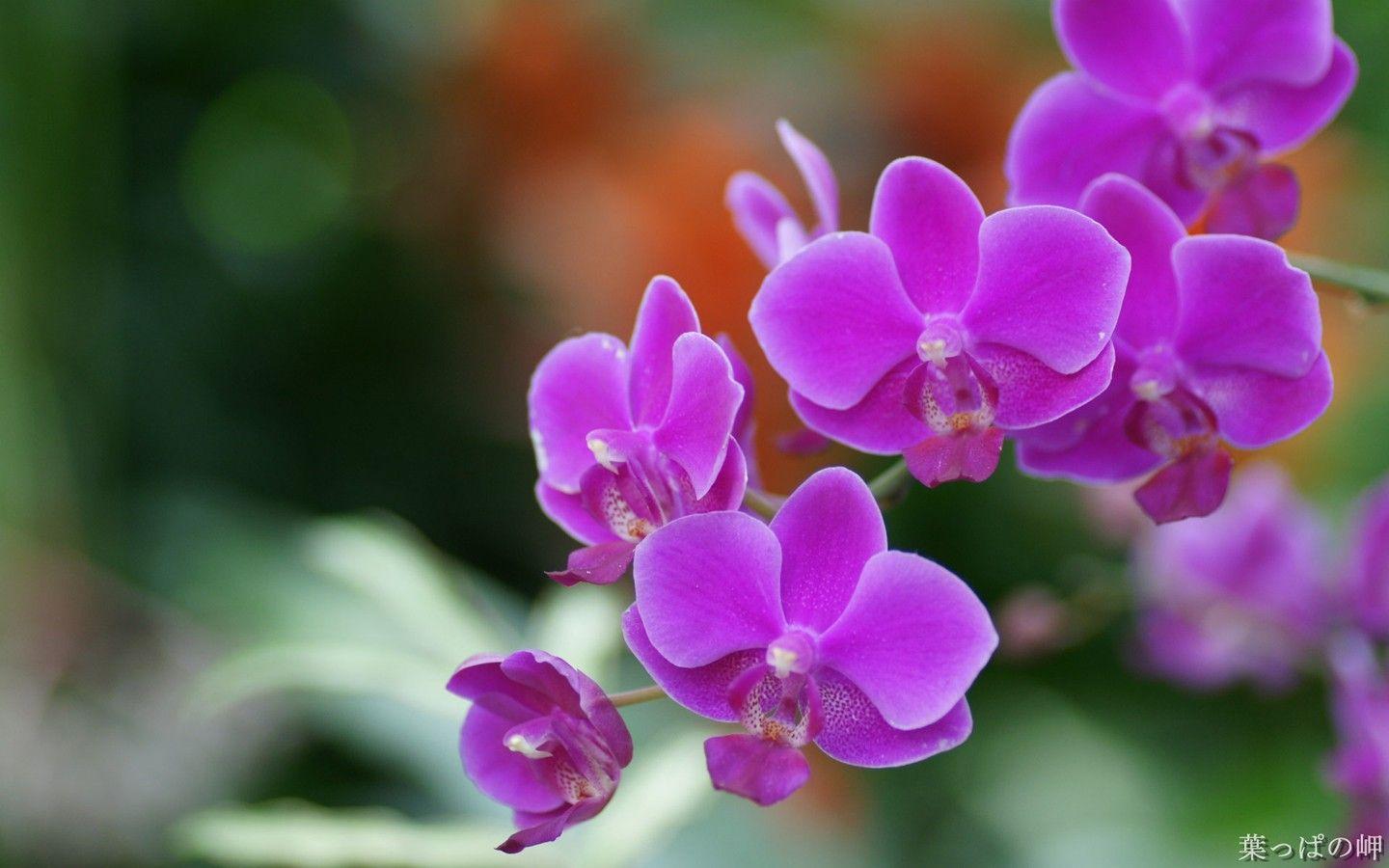 1440x900 HD Flower Photography : Flower Shows in .