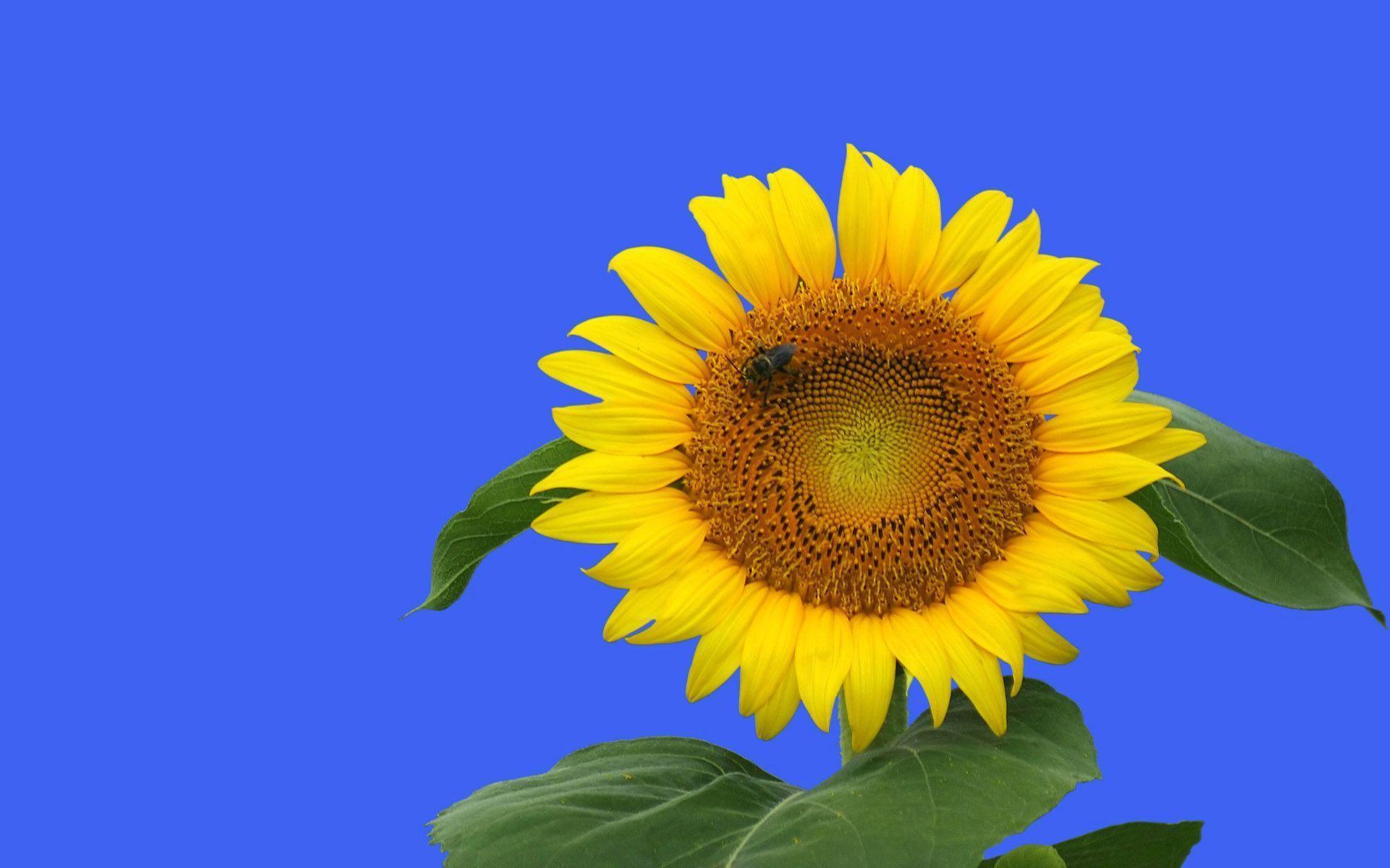 1920x1200 Flower, market, newflower, wallpaper .