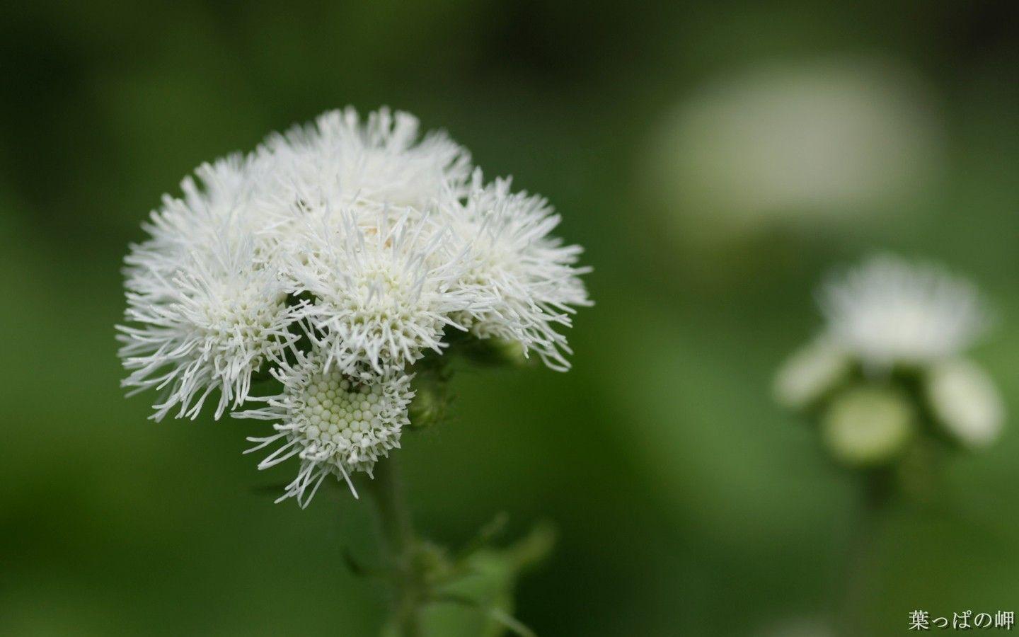 1440x900 Nature Flowers 1440x900 Wallpaper .