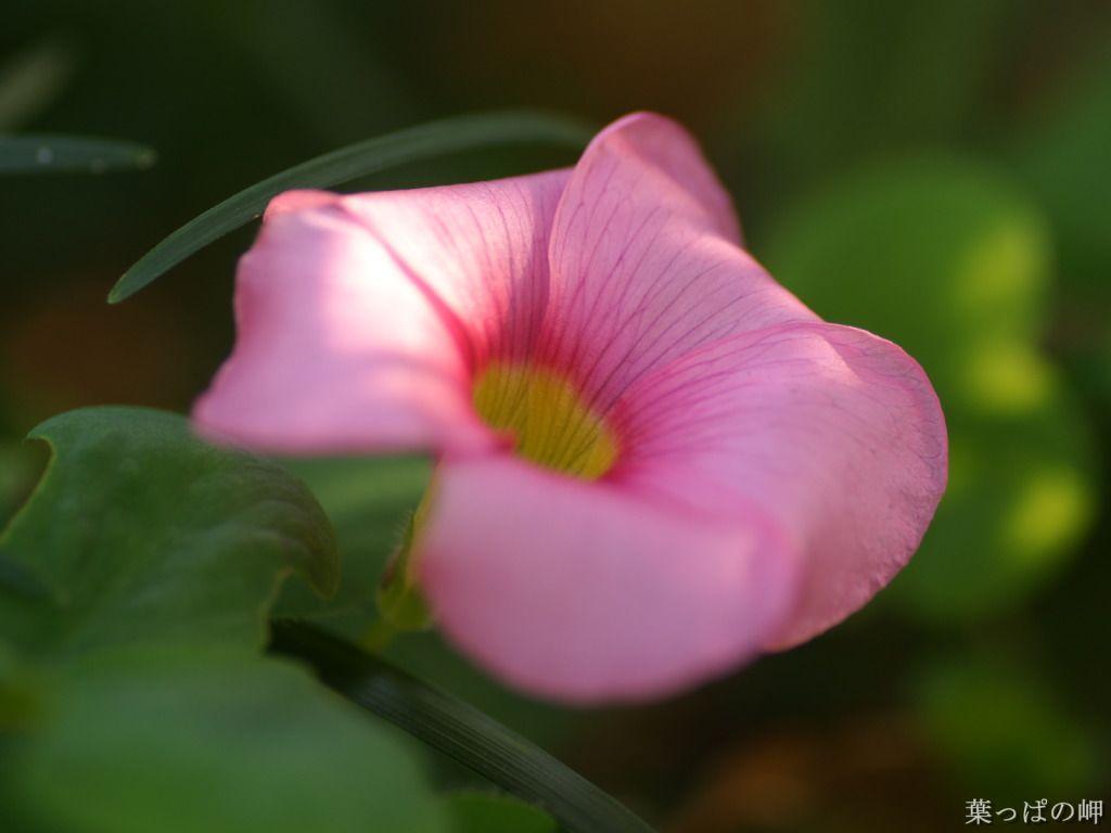 1024x768 HD Flower Photography : Flower Shows in .