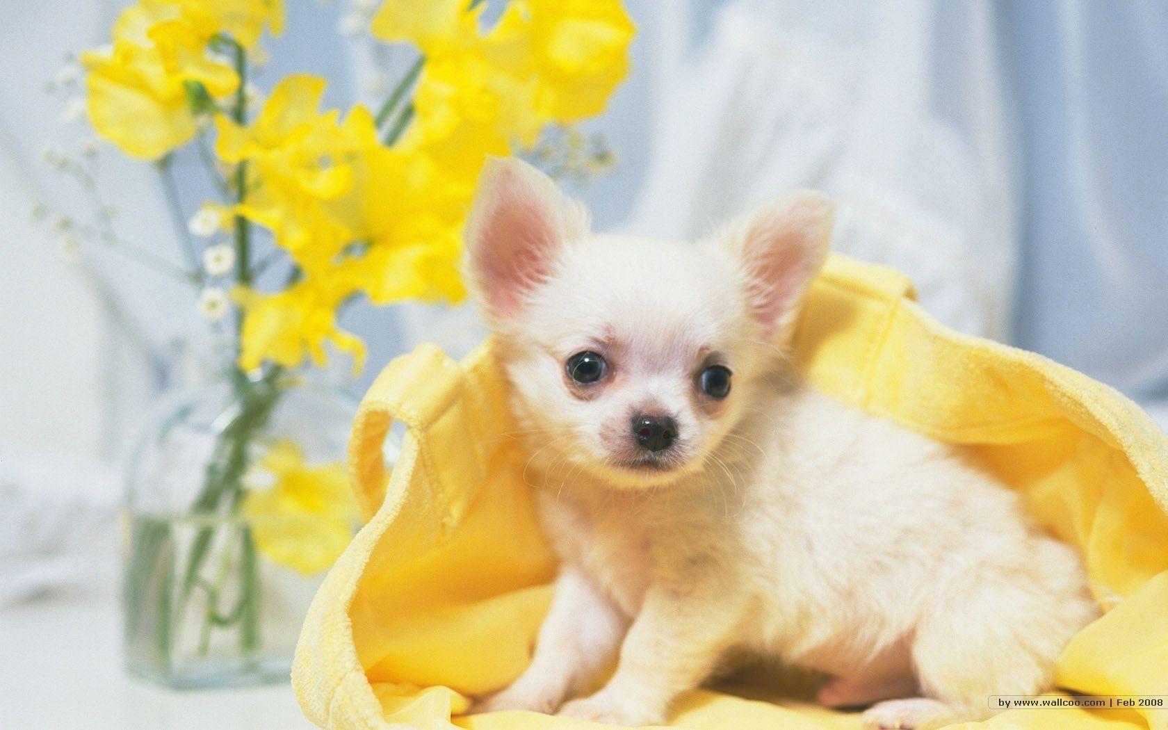 1680x1050 Teacup Chihuahua Wallpaper on .