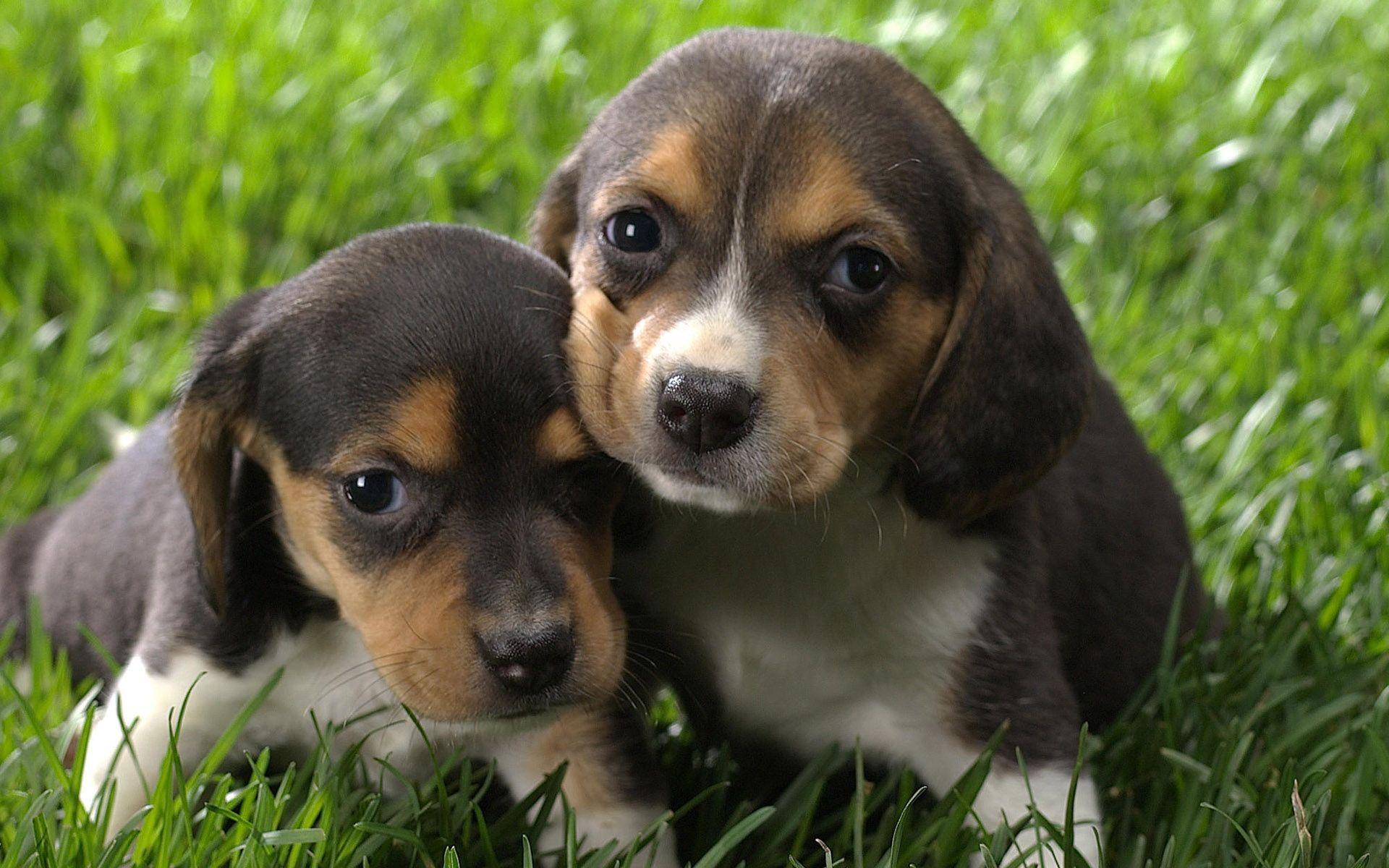 1920x1200 Two tiny beagle puppy on grass .