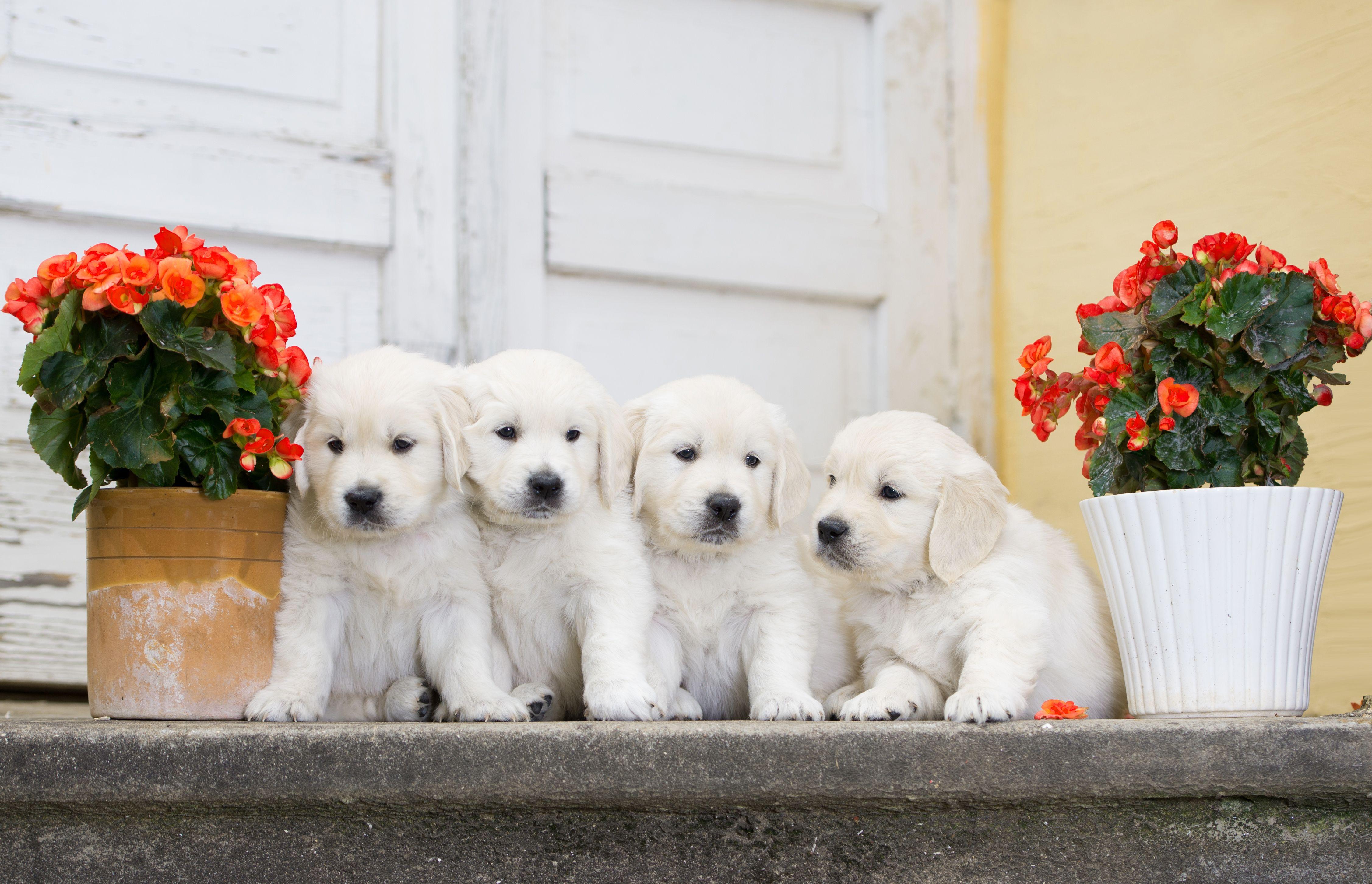4506x2904 Cute Little Puppies with Flowers .gallery.