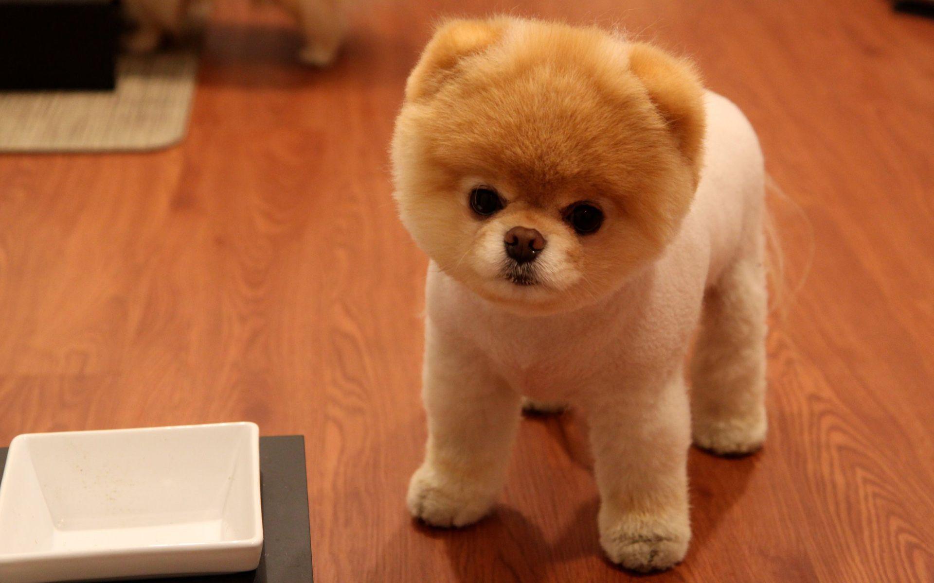 1920x1200 Pomeranian Puppy Wallpaper Group Wallpaper