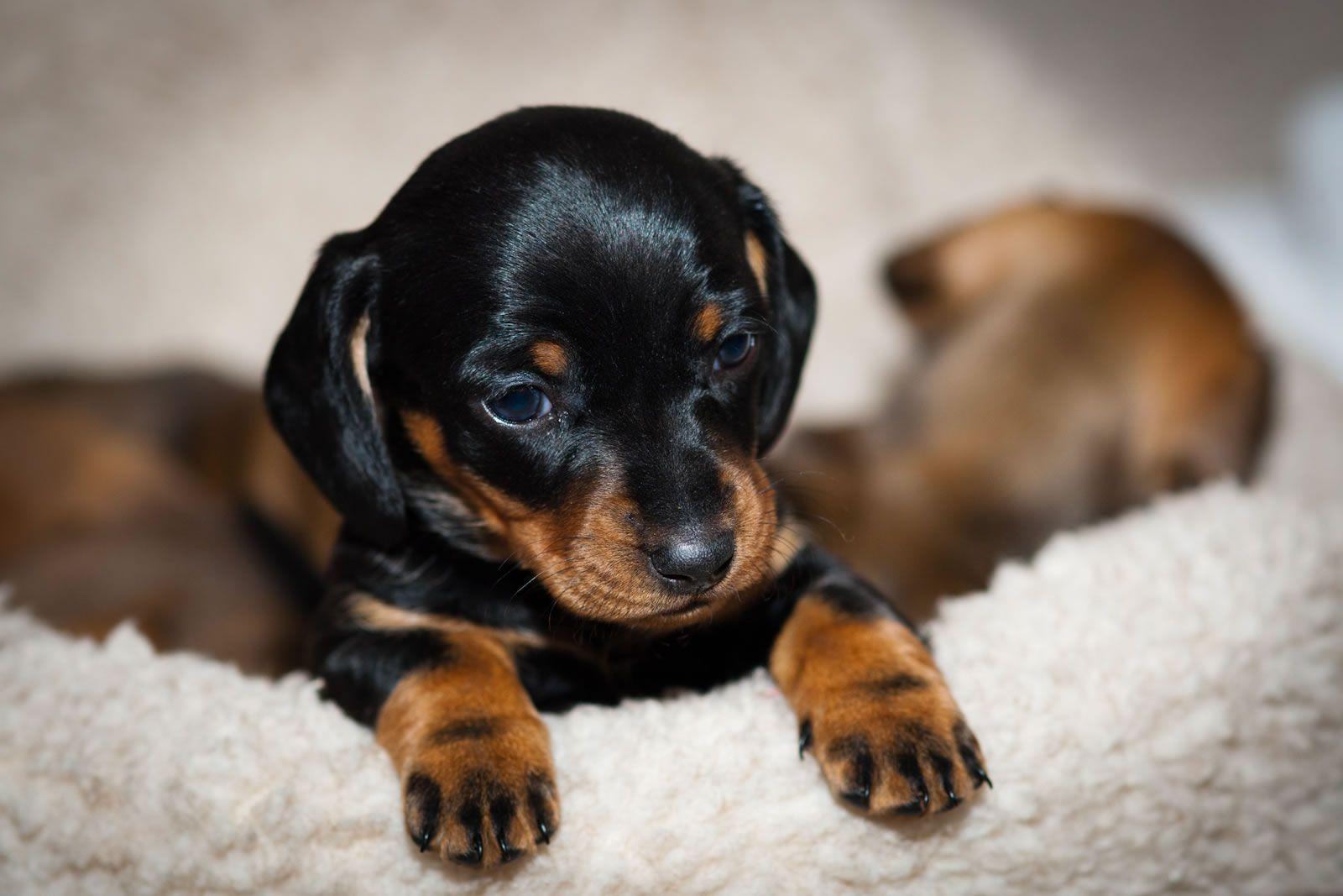 1600x1067 Free download dog breeds in united .