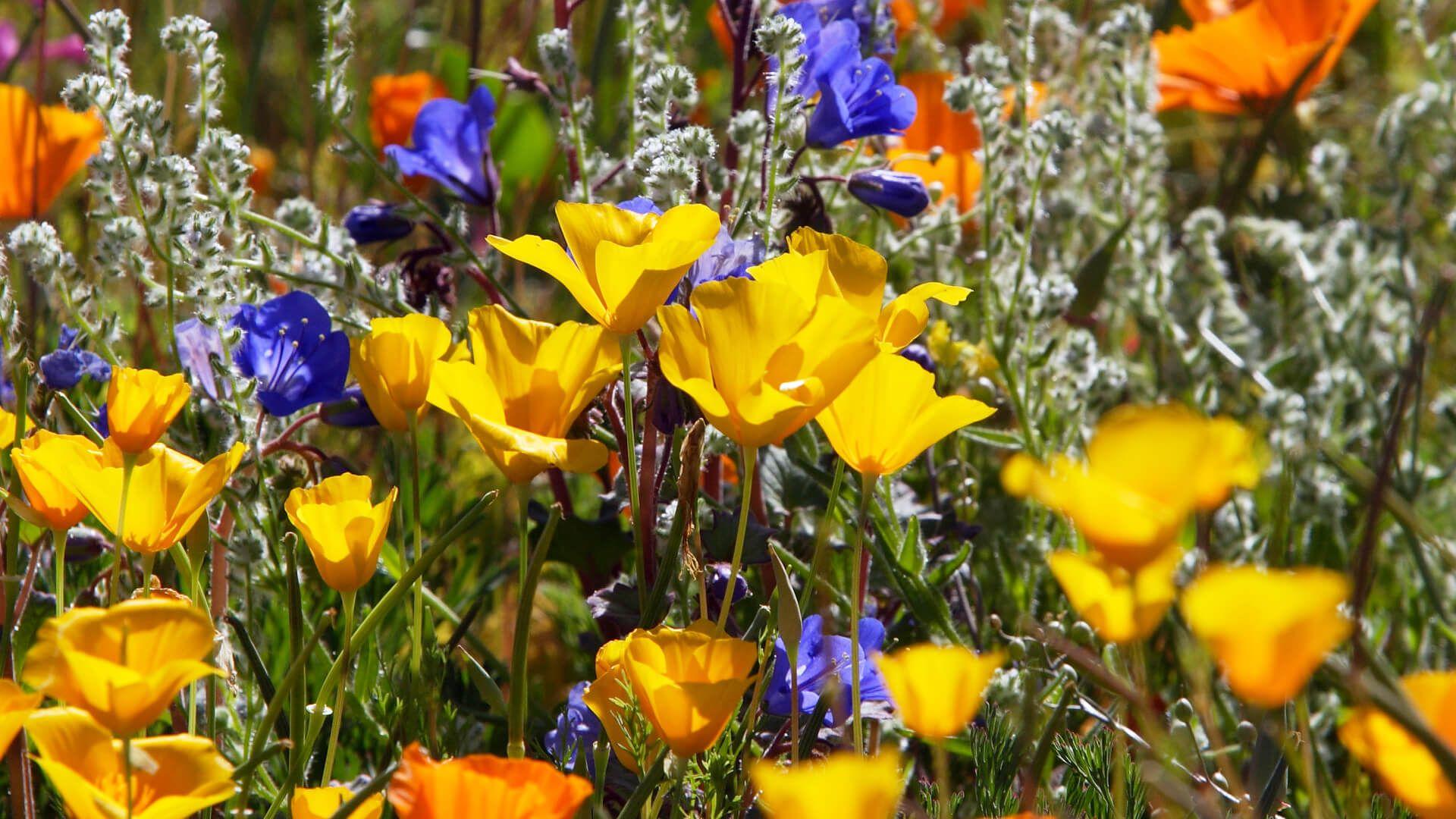 1920x1080 Zoom Virtual Garden Background .