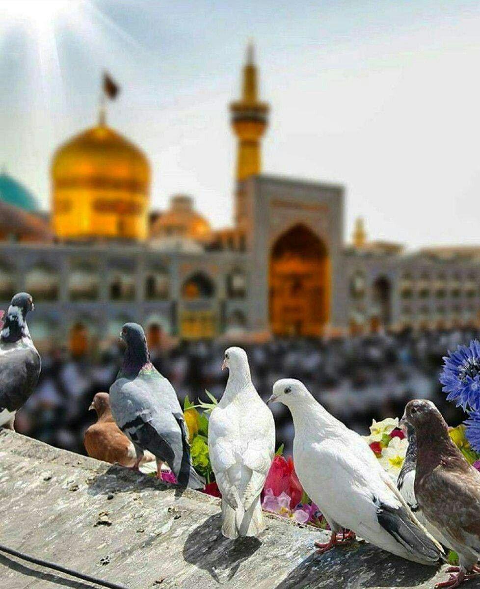 978x1200 Emam Reza ideas. shrine, imam reza .com