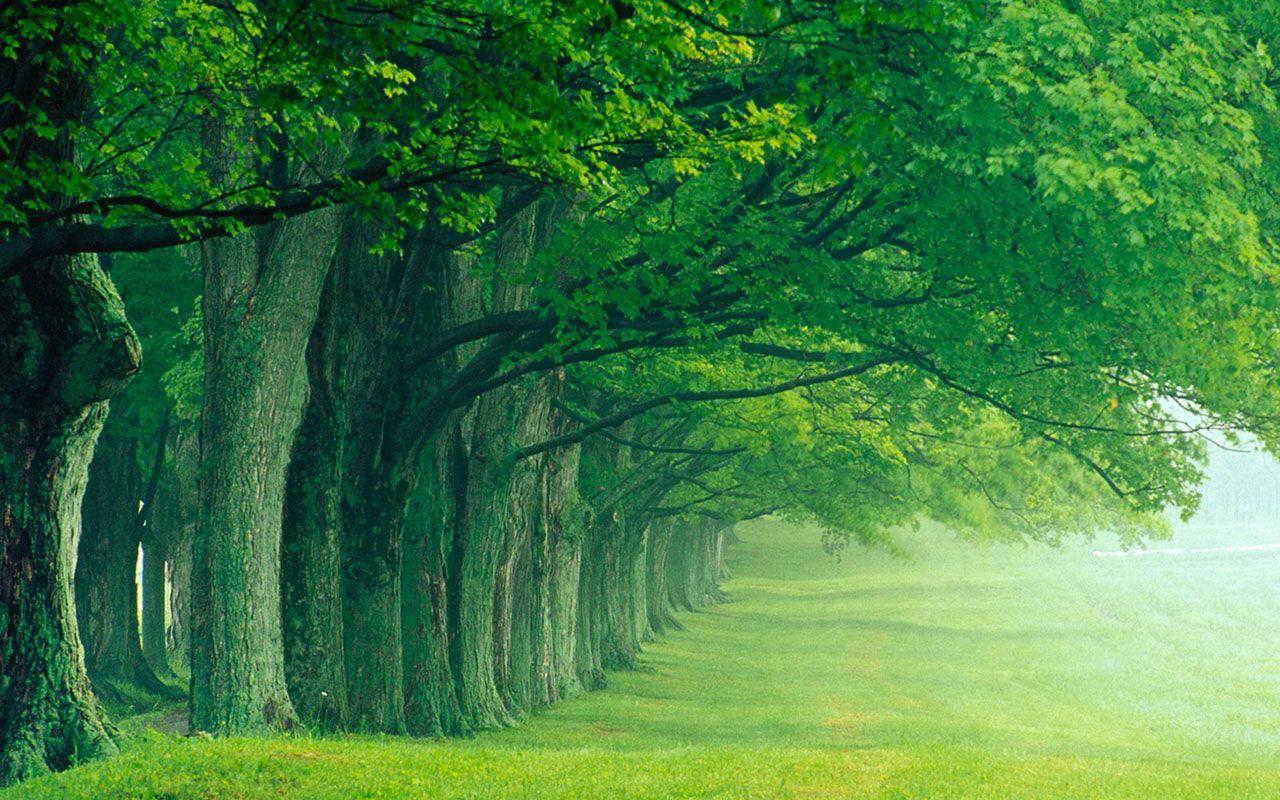1280x800 Natural Landscape Wallpaper