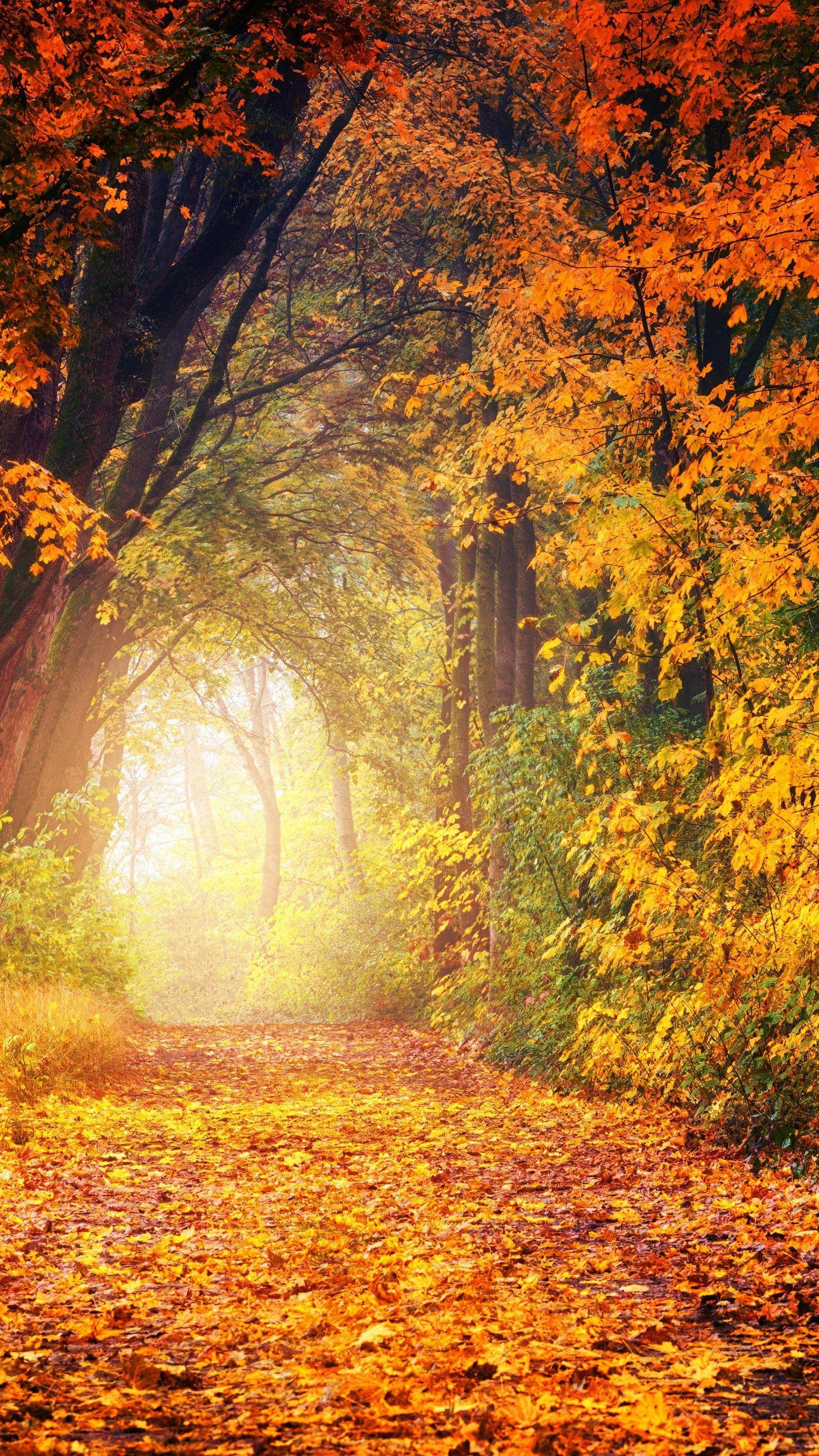 1440x2560 Cute Autumn Tree Wallpaper .