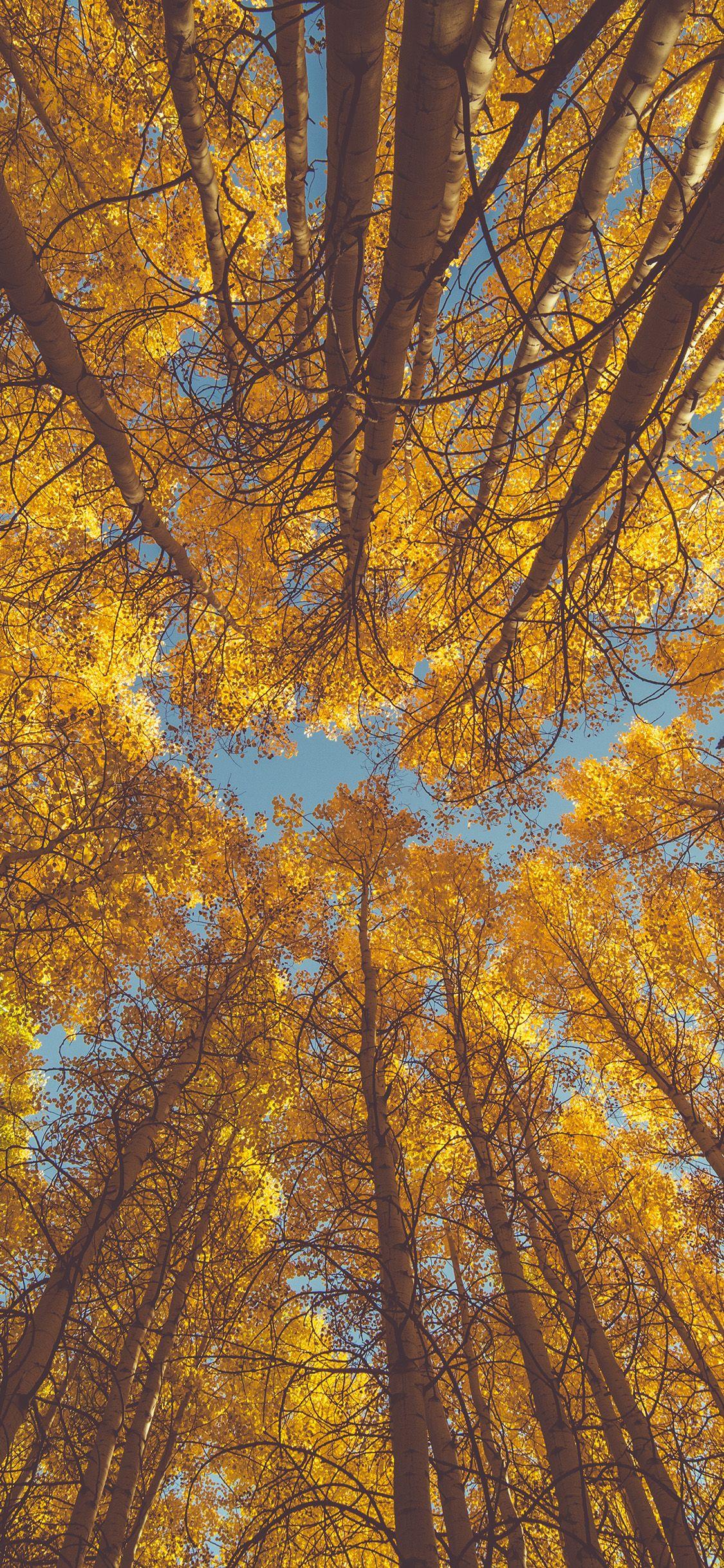 1125x2436 Nature Fall Tree