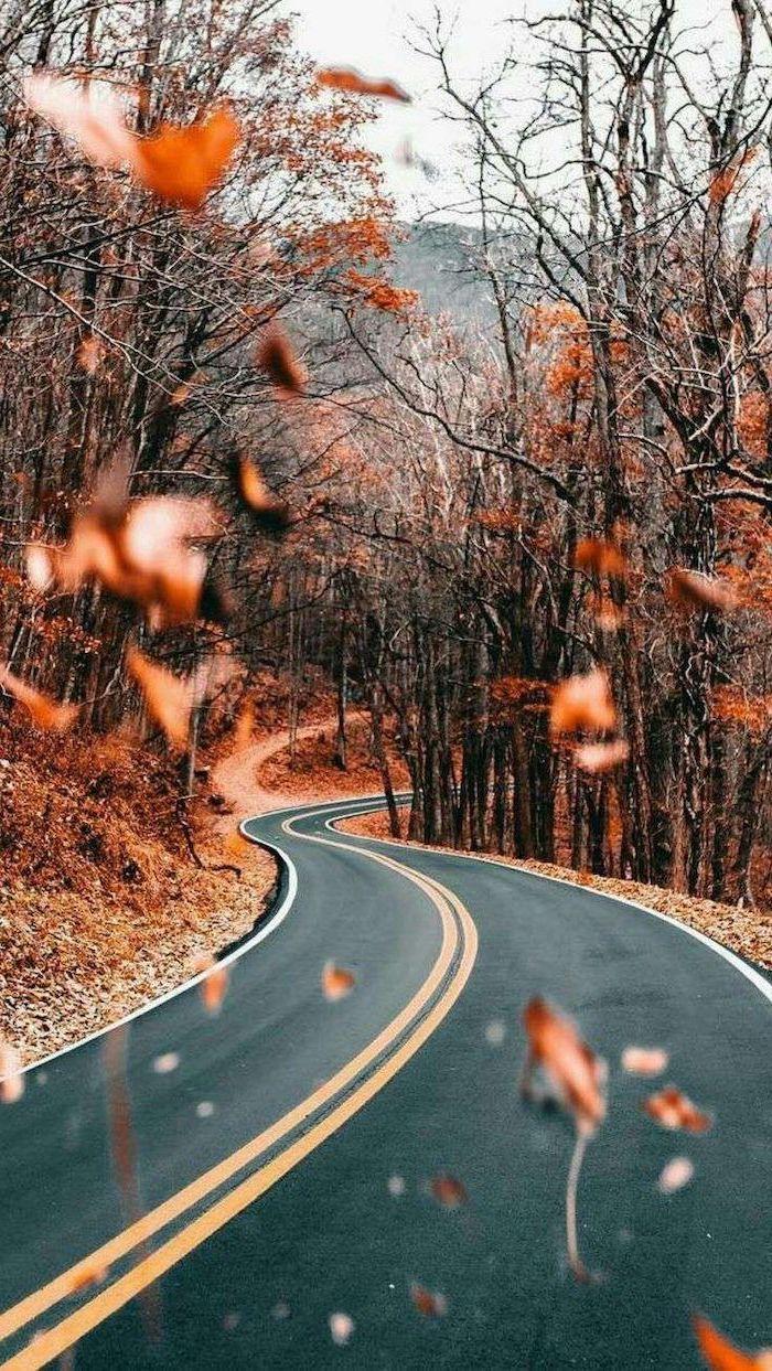 Autumn Trees iPhone Wallpapers Top Free Autumn Trees iPhone