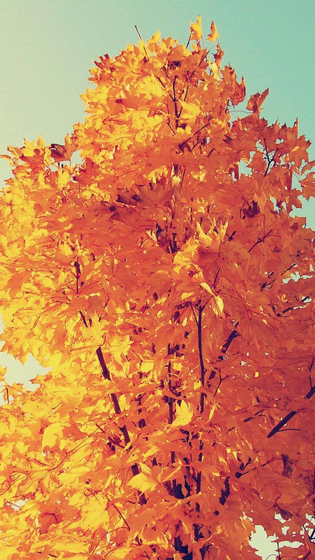 1080x1920 Fall Wallpaper For iPhone
