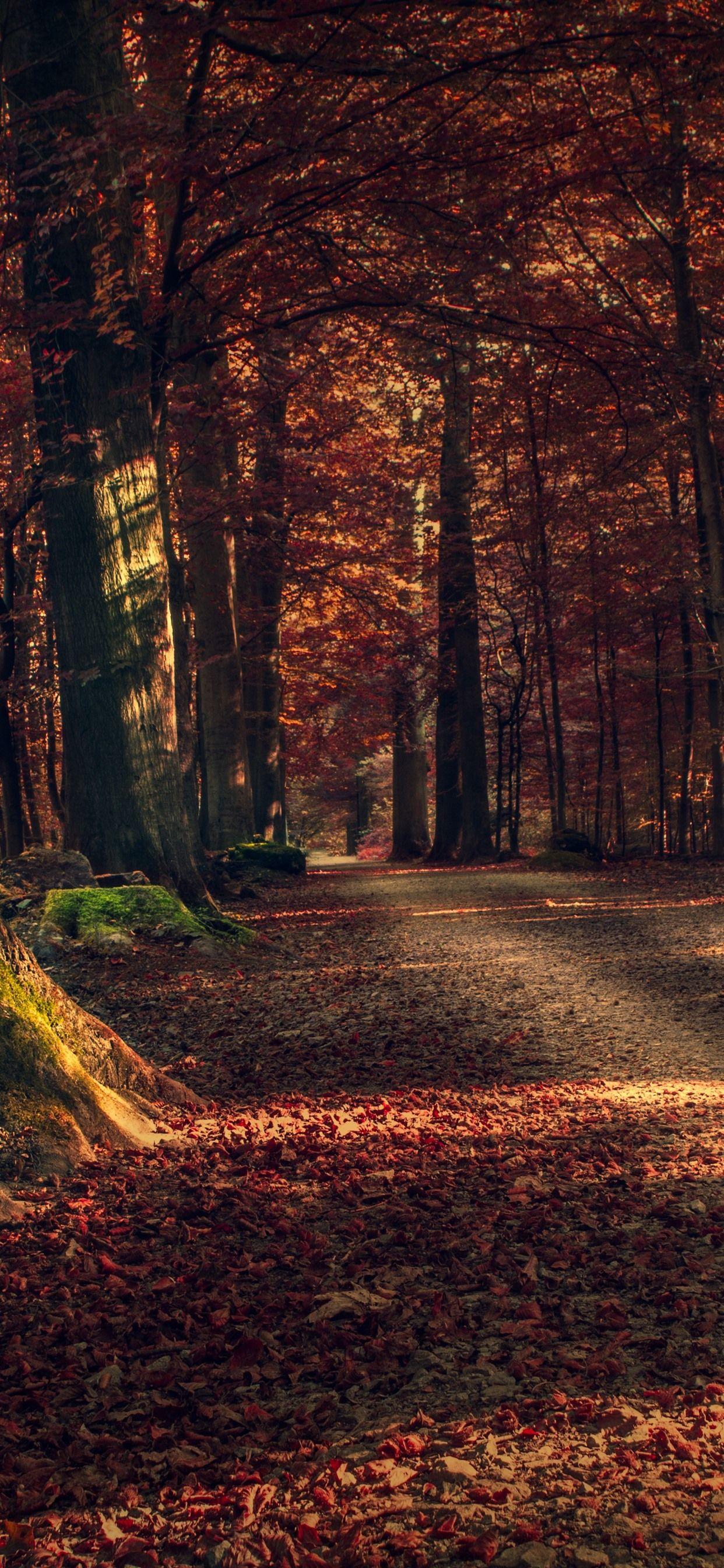Autumn Trees iPhone Wallpapers Top Free Autumn Trees iPhone — free download