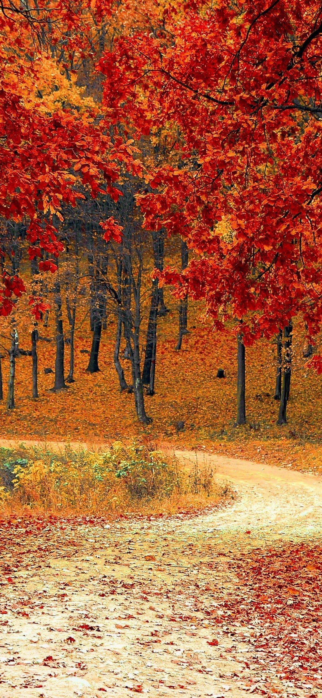 1125x2436 Autumn Trees Forest 4K Wallpaper