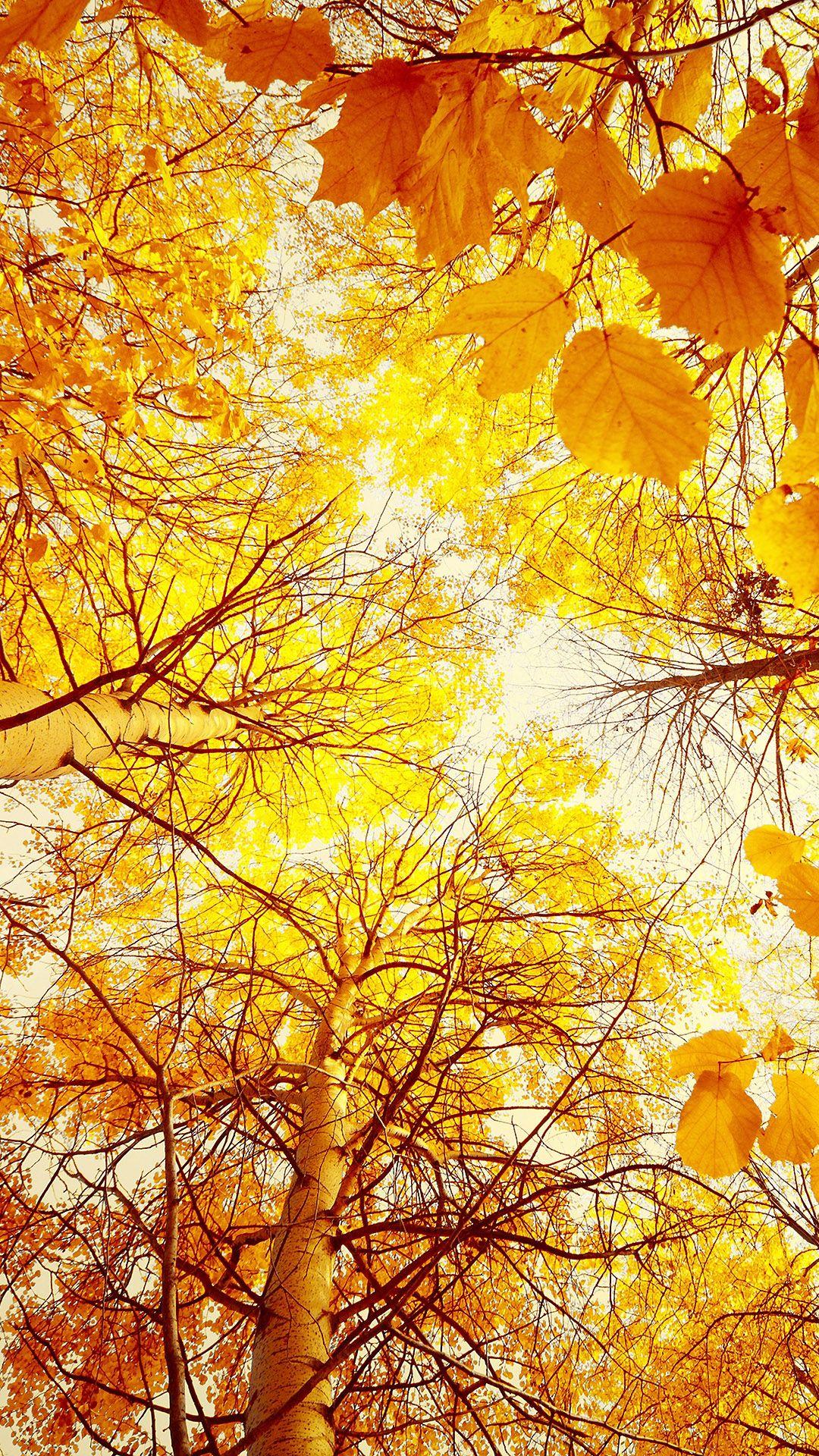 Autumn Trees iPhone Wallpapers - Top Free Autumn Trees iPhone Backgrounds - WallpaperAccess