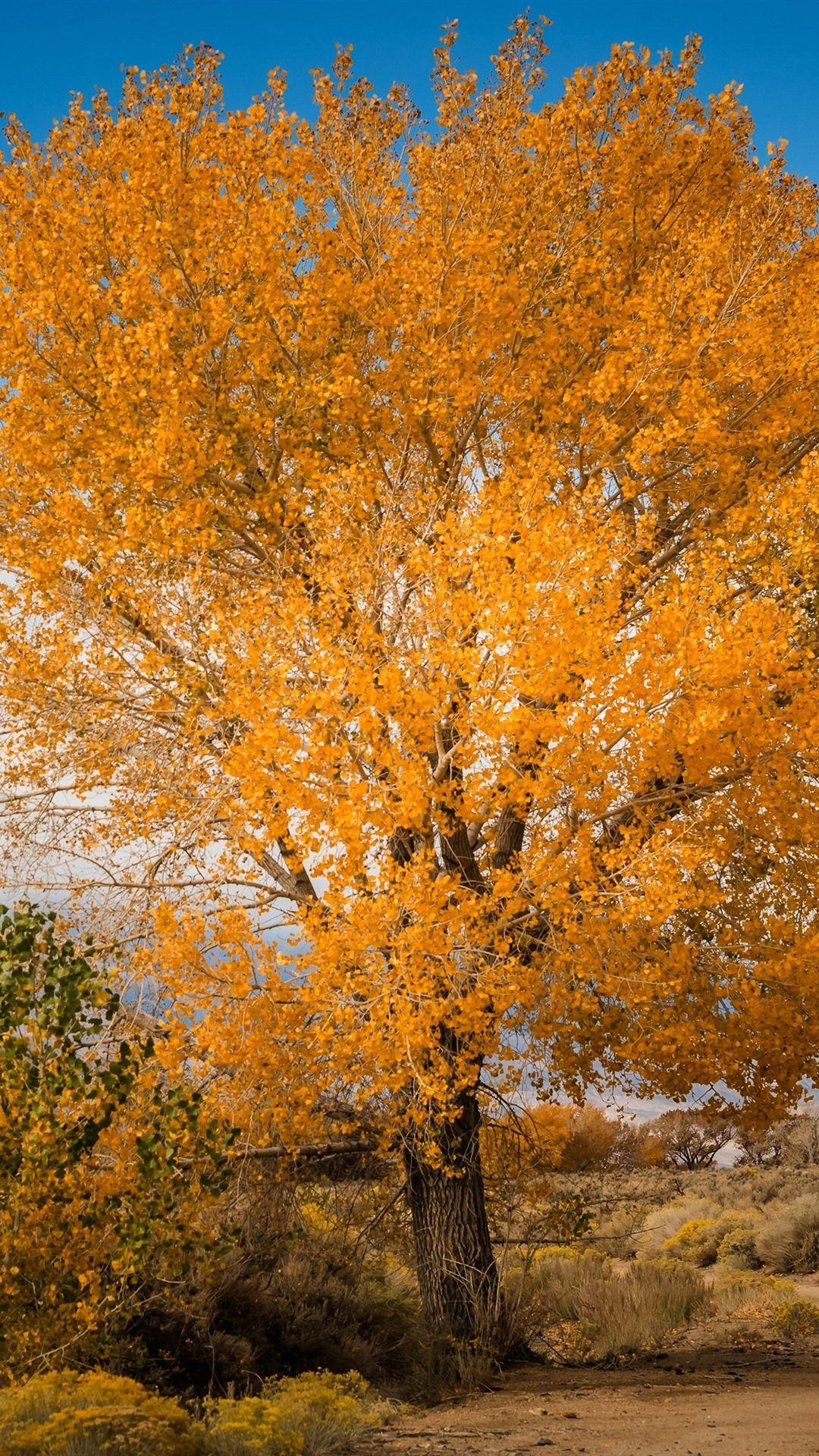 1080x1920 iPhone Wallpaper Tree, Yellow Leaves .
