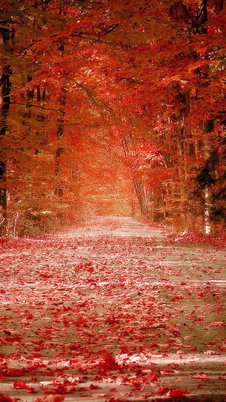 750x1334 Free Amazing Fall Wallpaper Background .