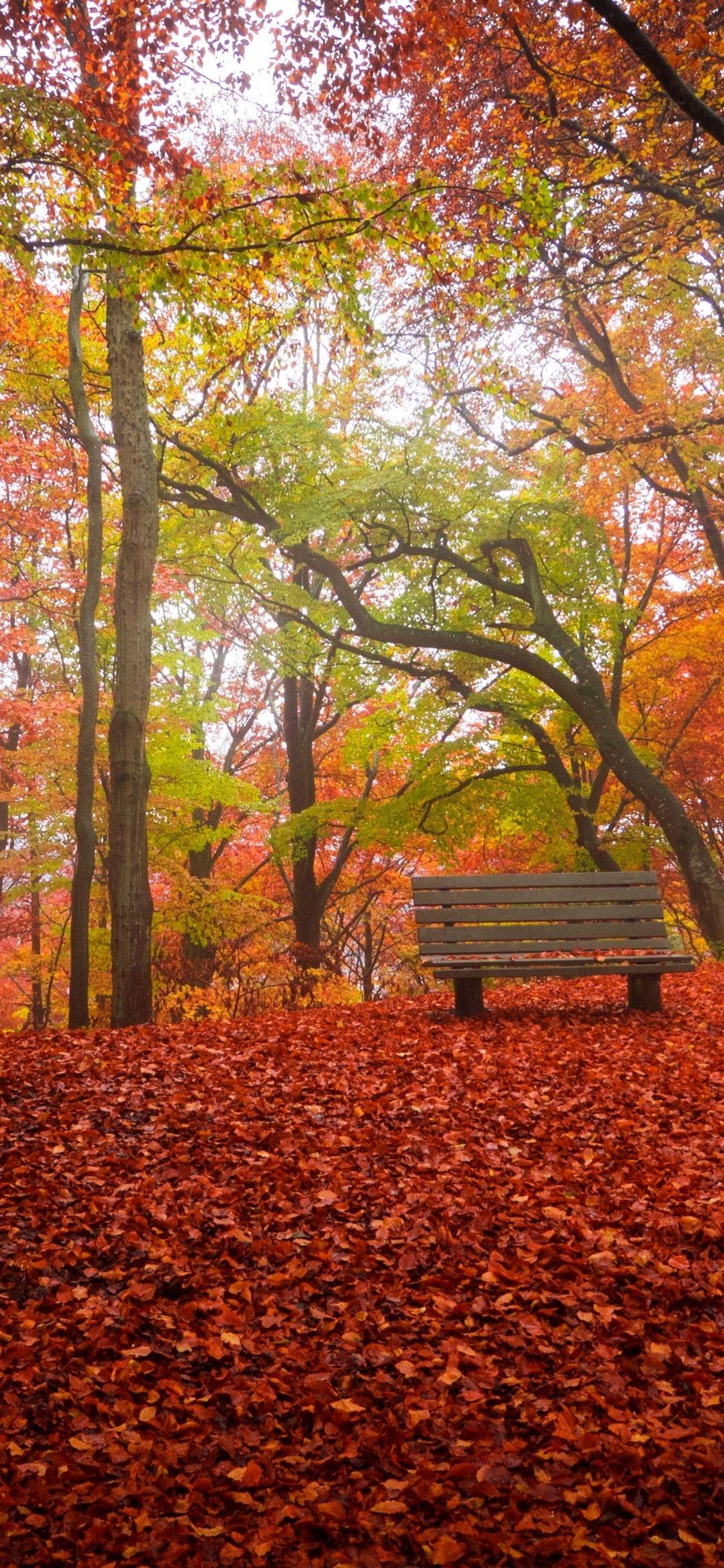 1125x2436 Autumn, Trees, Red Leaves Ground, Bench .best