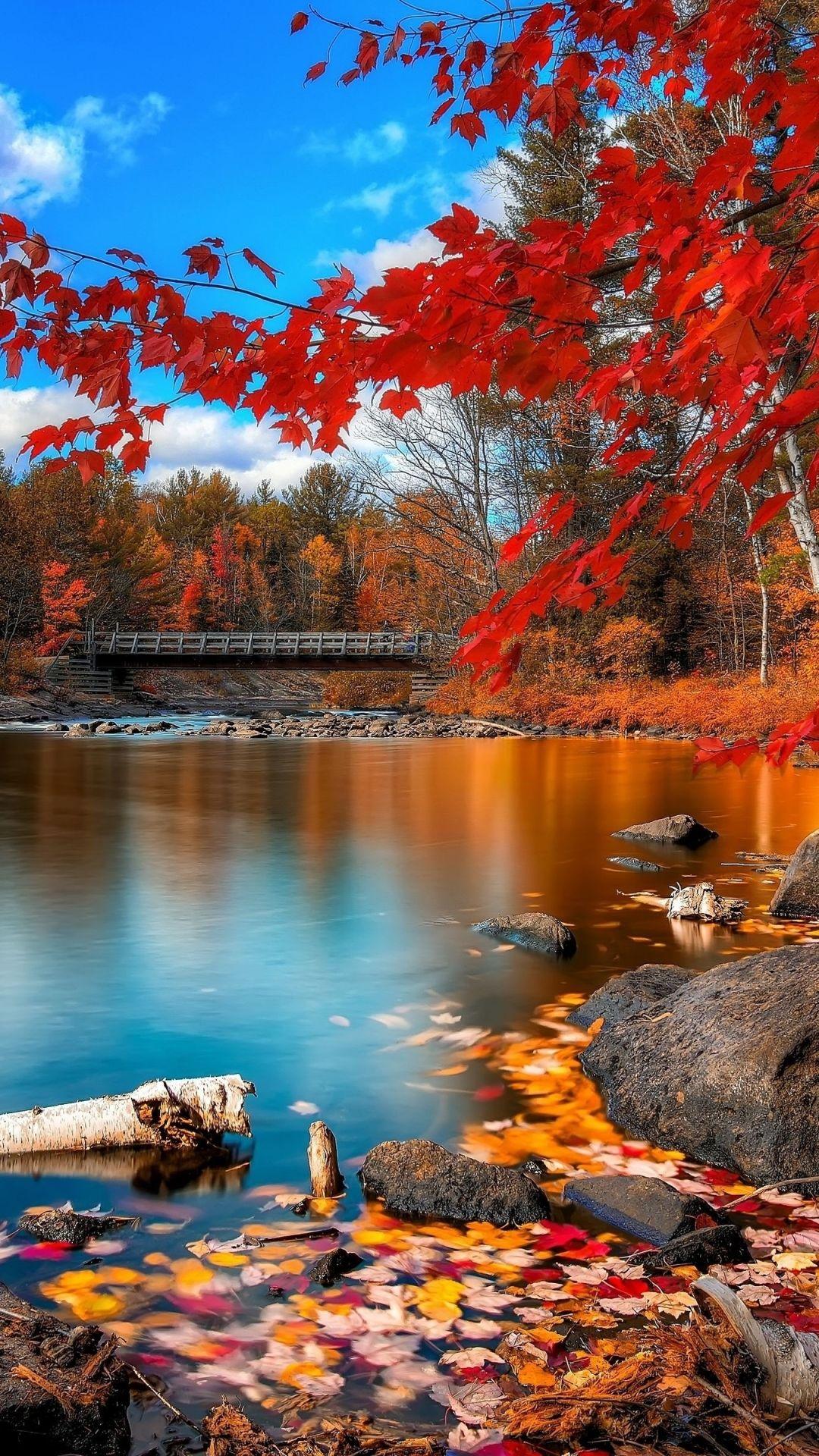 Autumn Trees iPhone Wallpapers Top Free Autumn Trees iPhone — free download