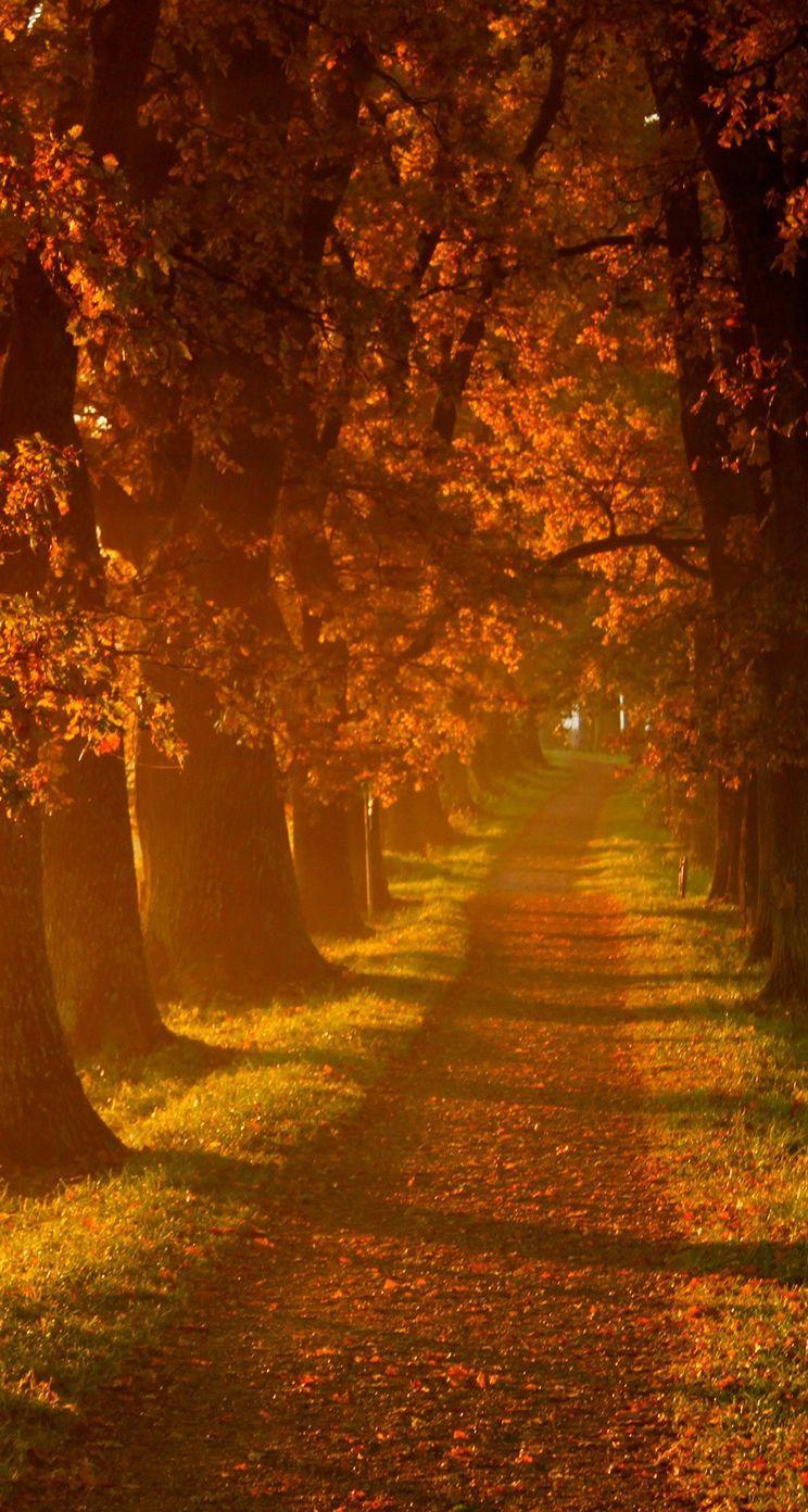 744x1392 Autumn iPhone Wallpaperwallpaper.dog