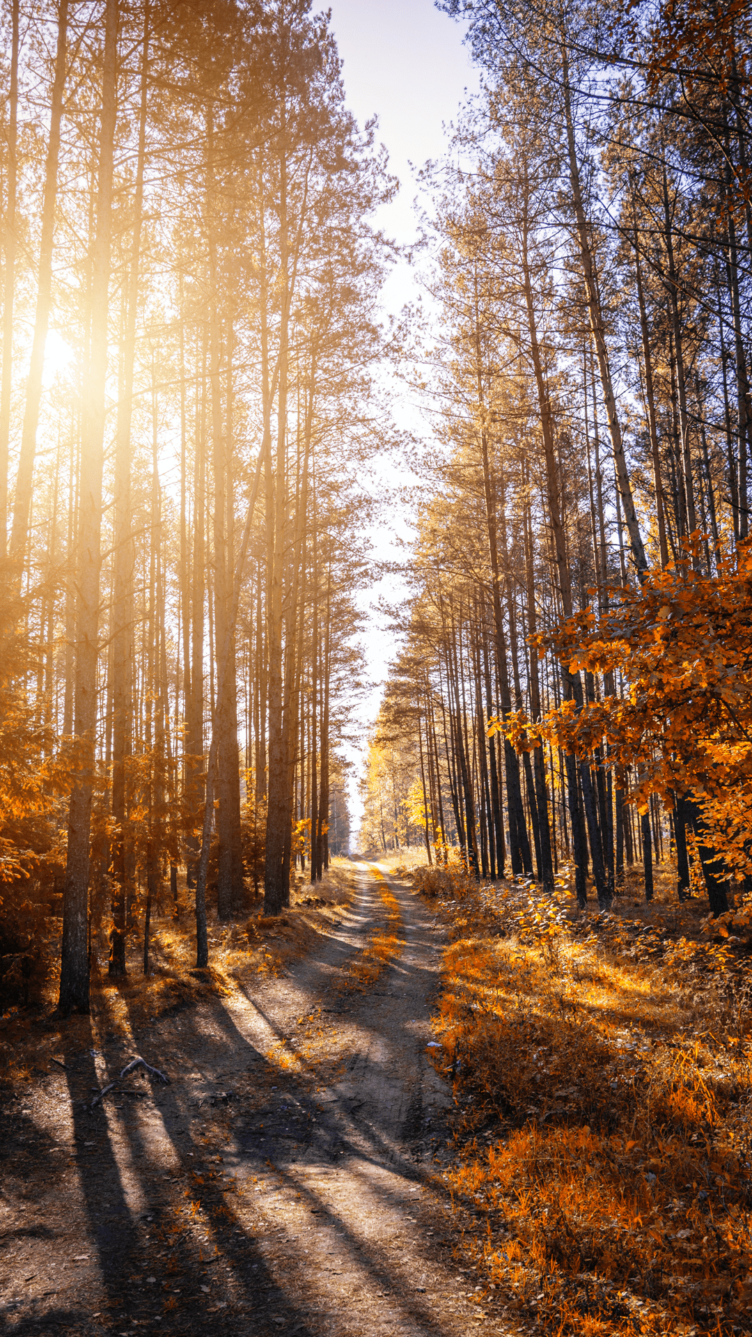 1080x1920 Fall Wallpaper Background For iPhone .