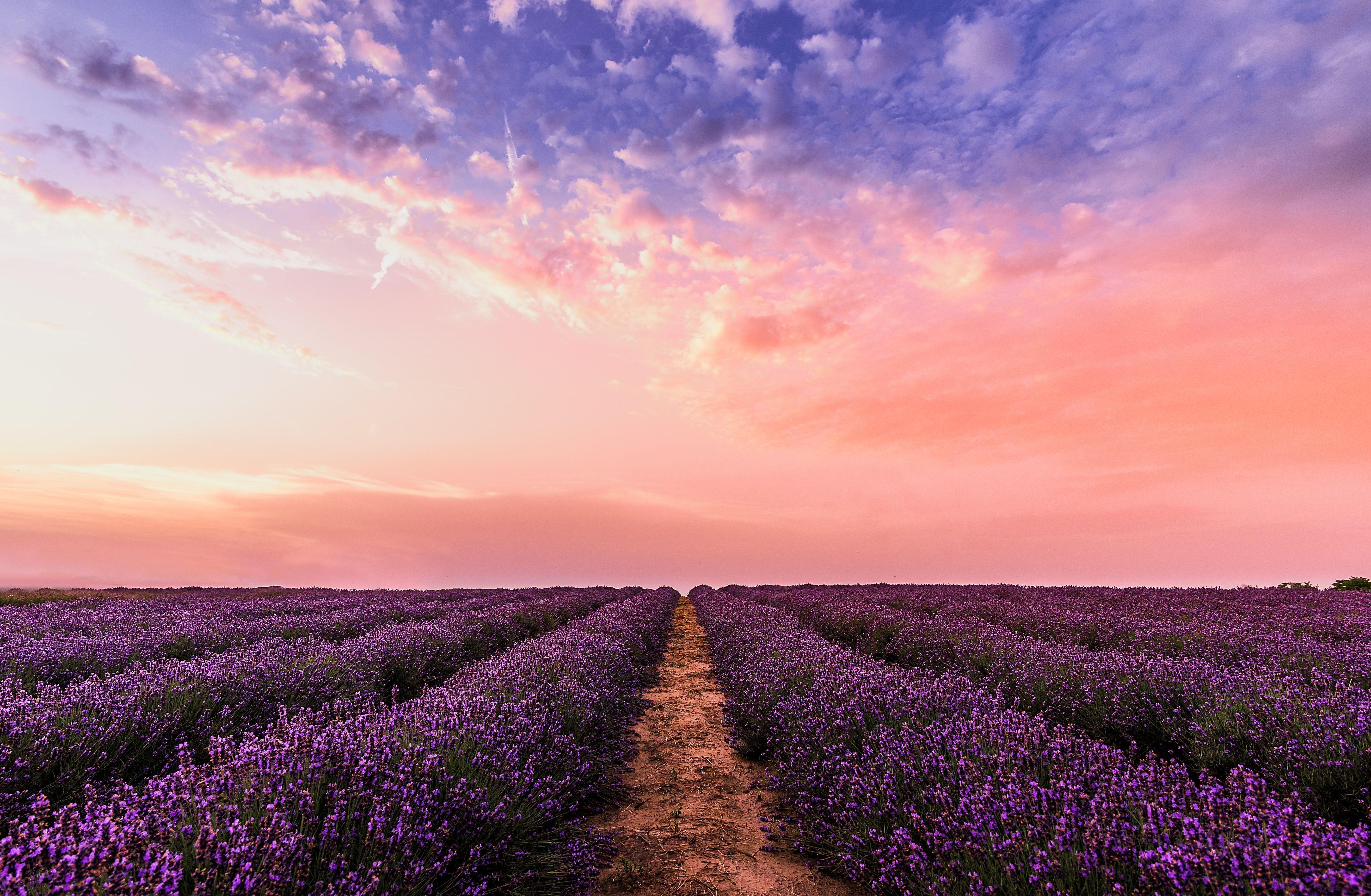 5707x3731 Wallpaper 4k Lavender Field Under Pink