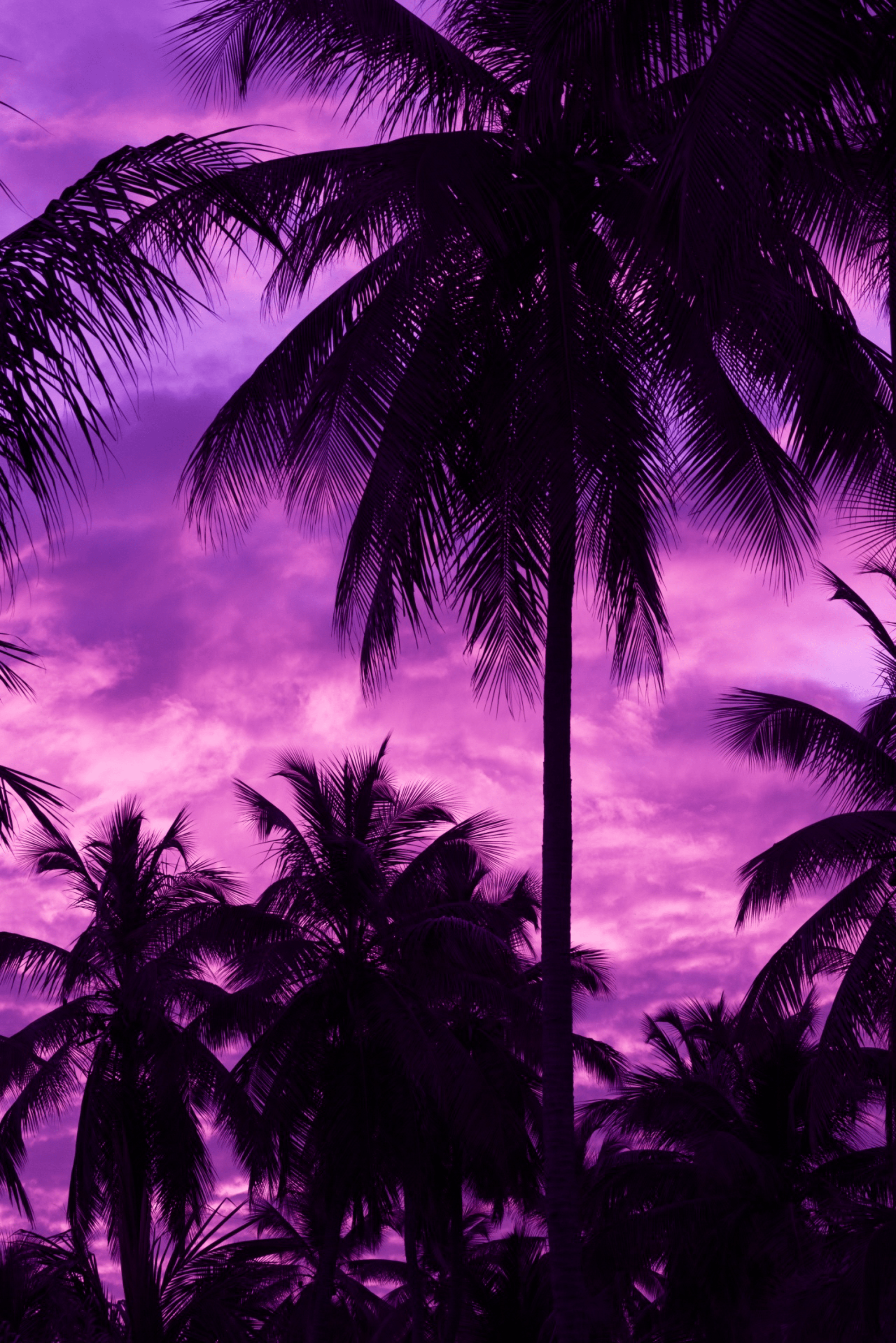 2000x2998 Purple Wallpaper
