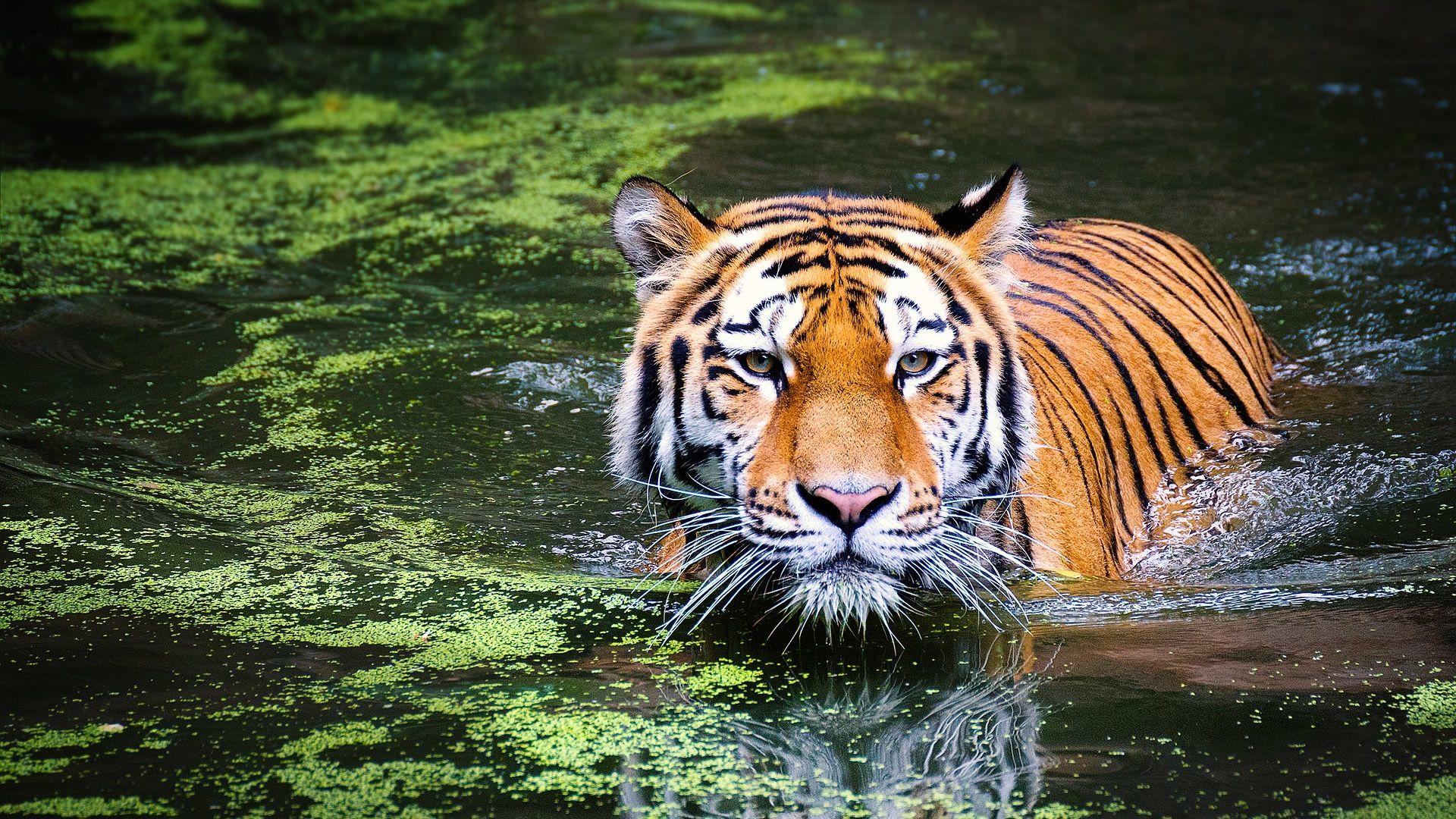 1920x1080 Tiger in water HD Wallpaperx1080 .