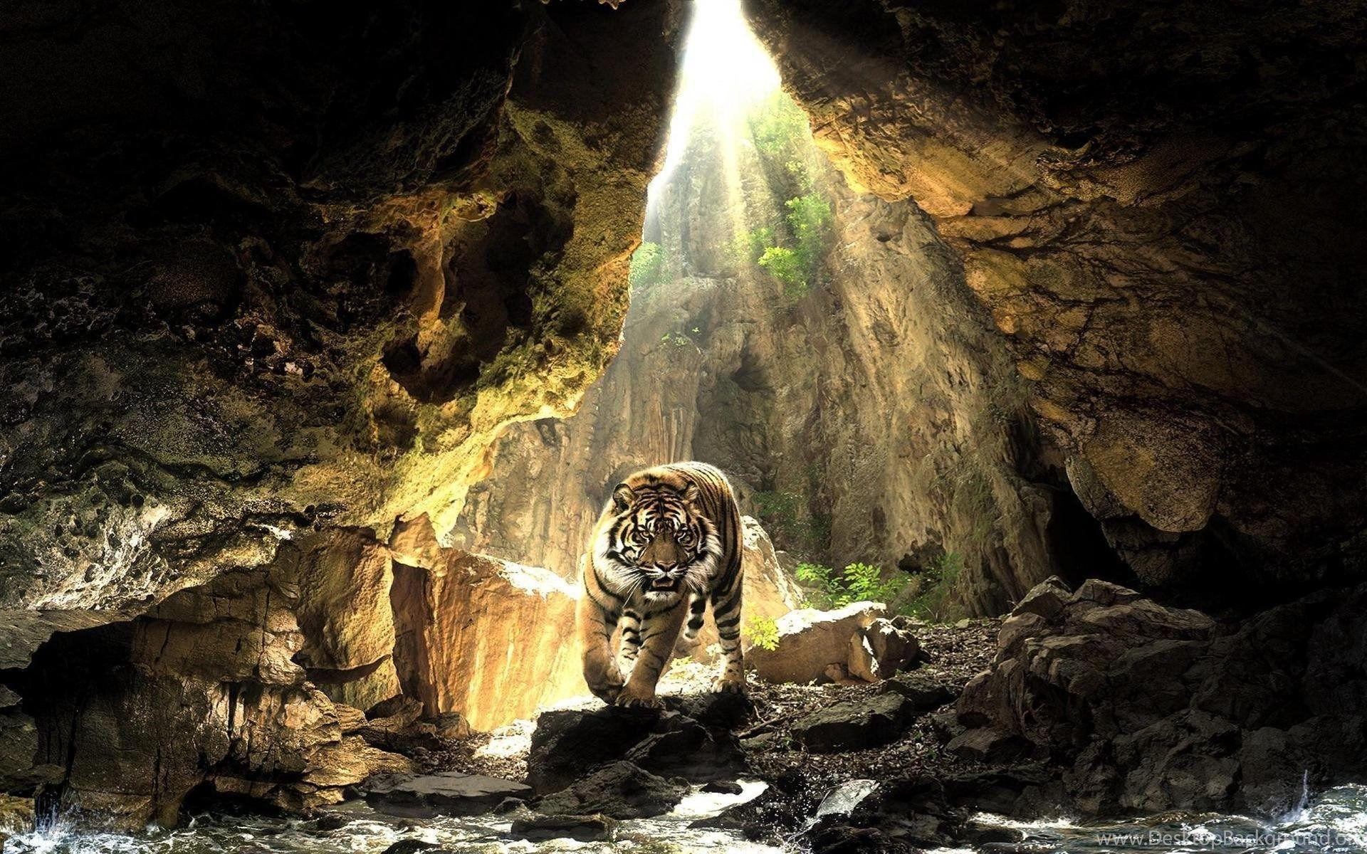 1920x1200 White Tiger In Water Wallpaper Desktop .