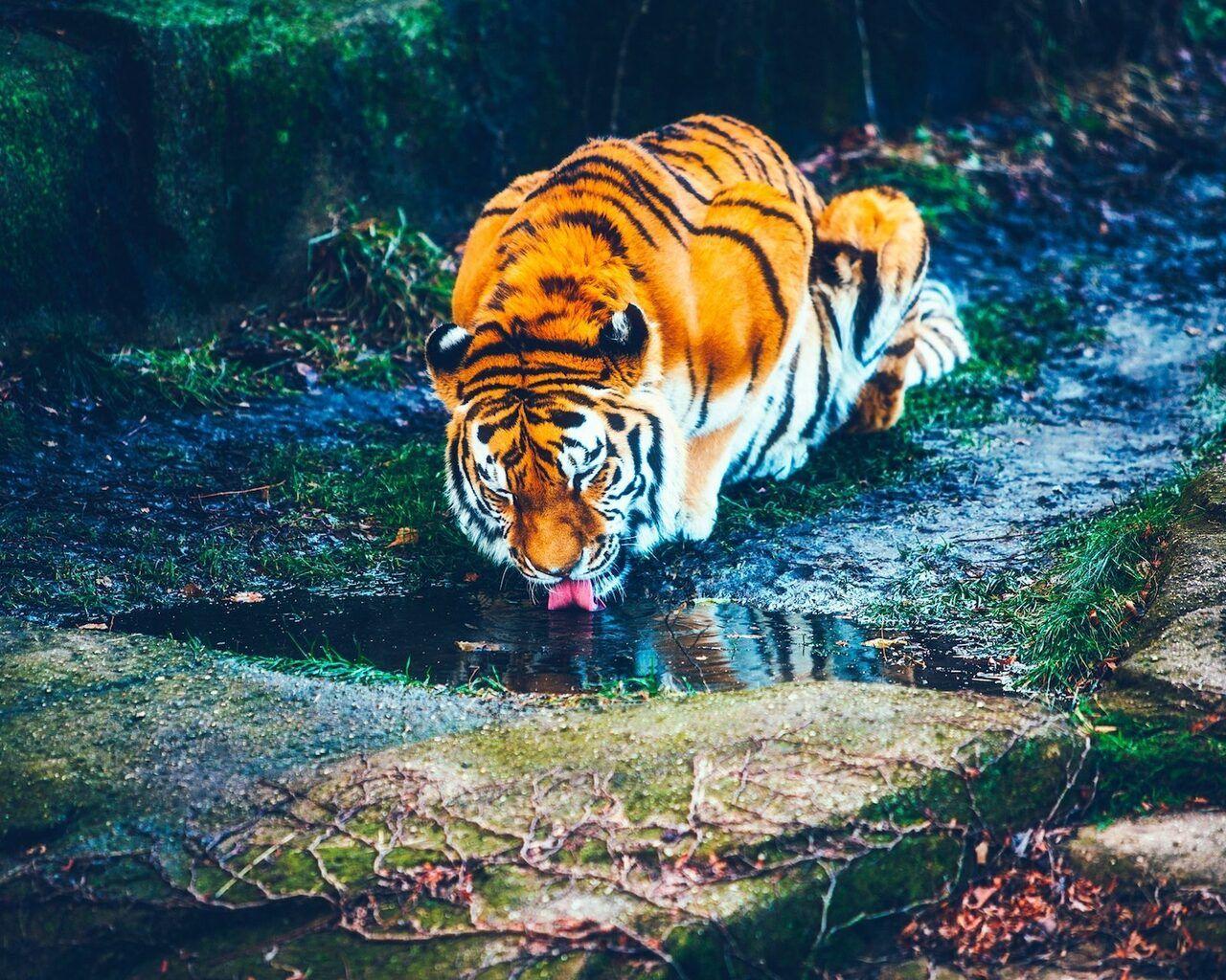 1280x1024 Tiger Drinking Water HD .