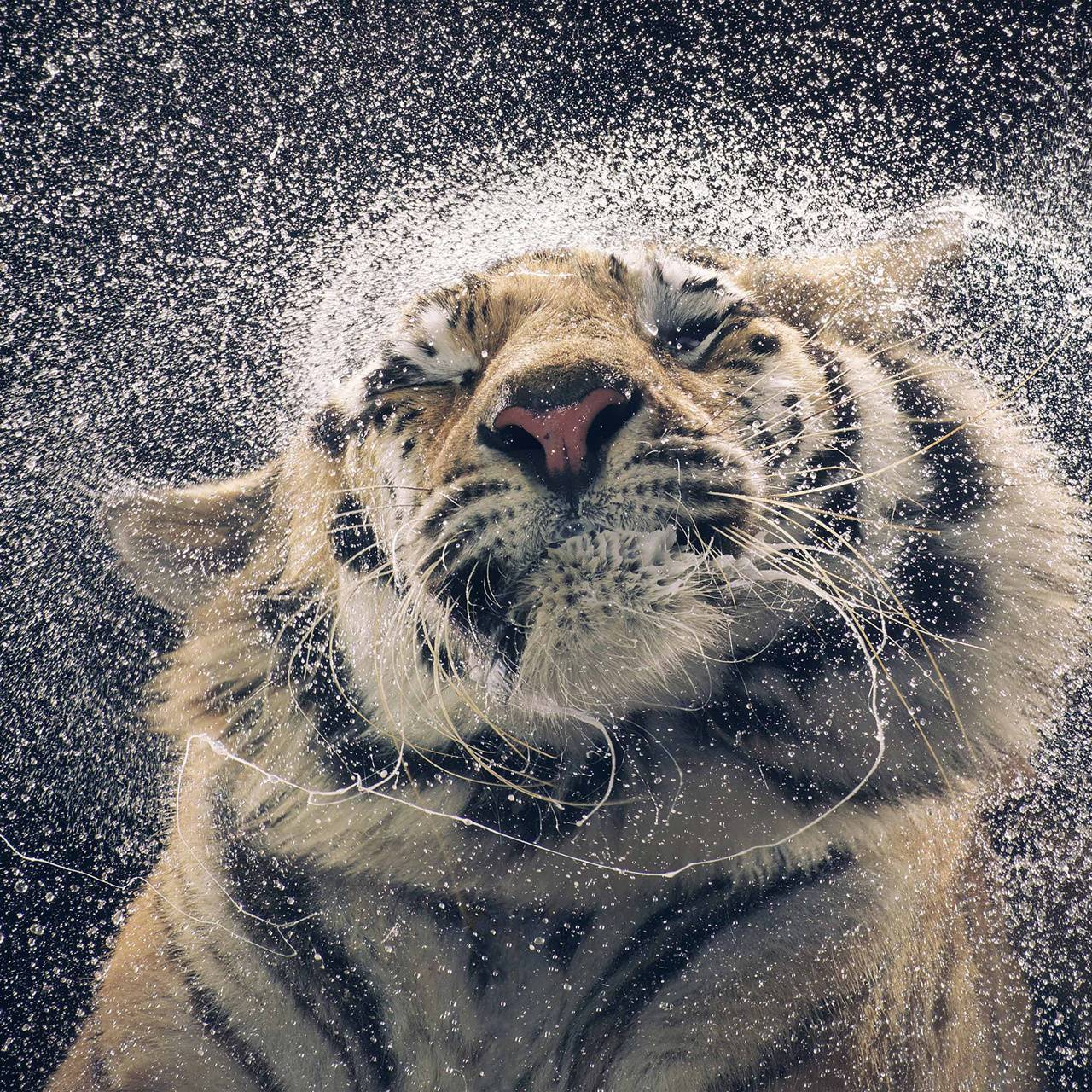 1280x1280 Wet tiger wallpaper by hende09 .