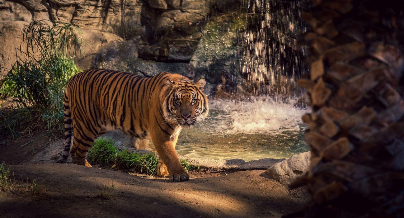 1298x700 Tiger wild cat rocks water waterfall .