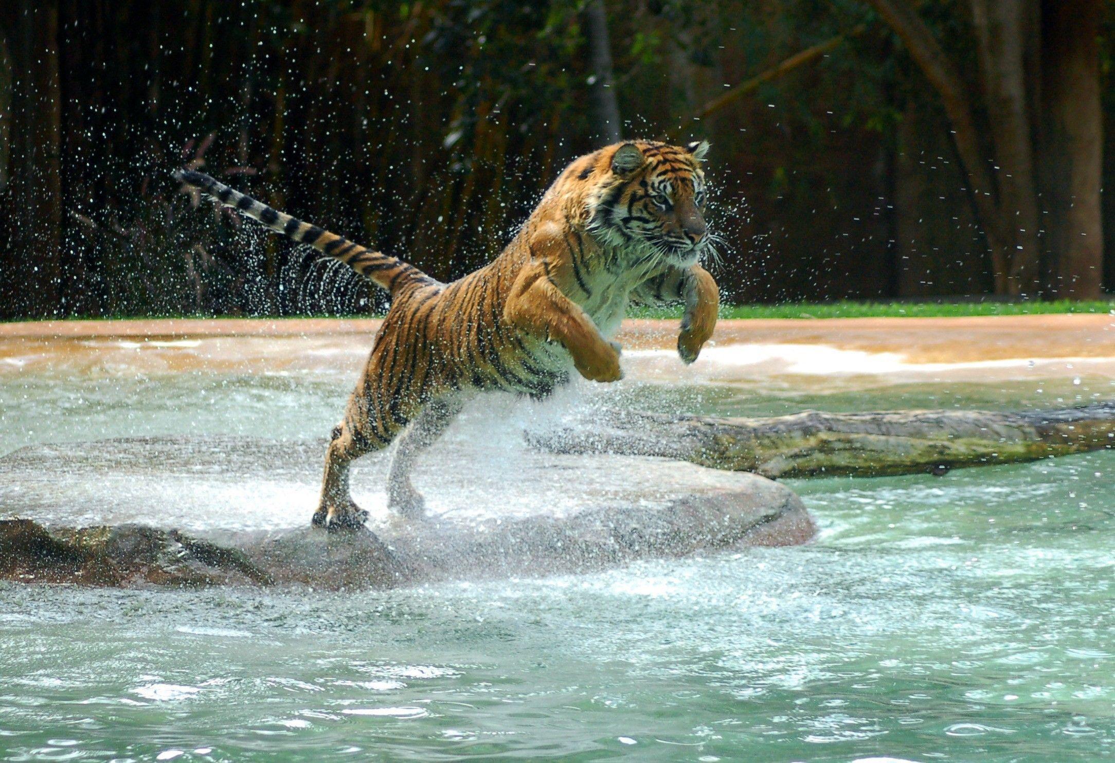 2168x1484 Animals jumping tigers water wallpaper .com