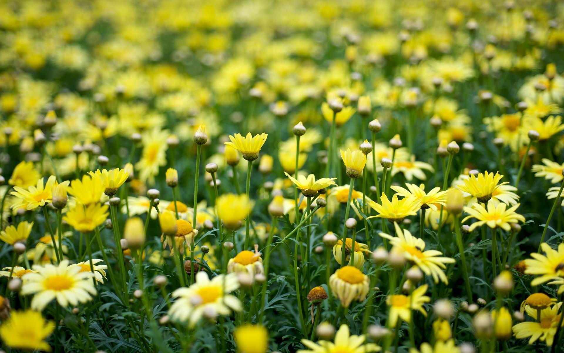 1920x1200 Aesthetic Floral HD Wallpaper .