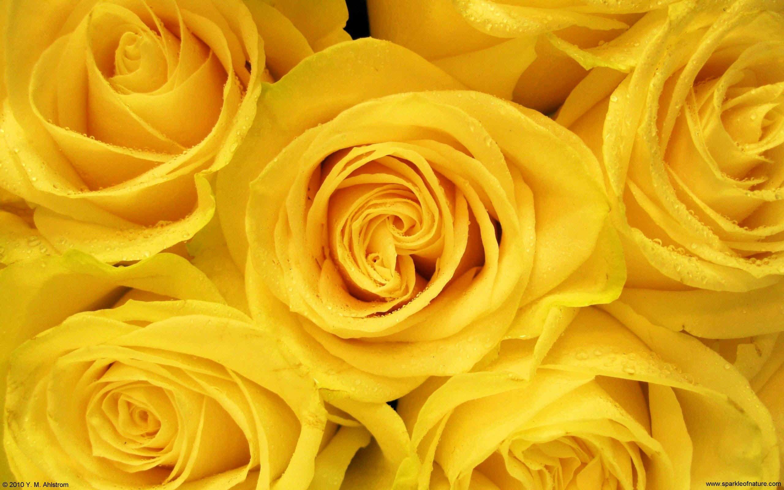 2560x1600 Yellow Rose Aesthetic Desktop .wallpaper.dog