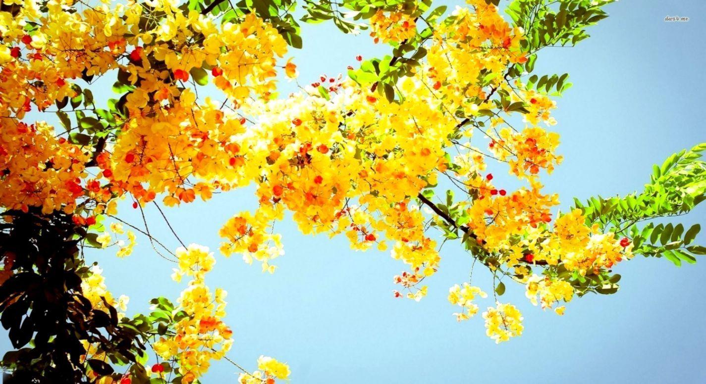 1425x776 Yellow Flower Desktop Wallpaper on .wallpaper.dog