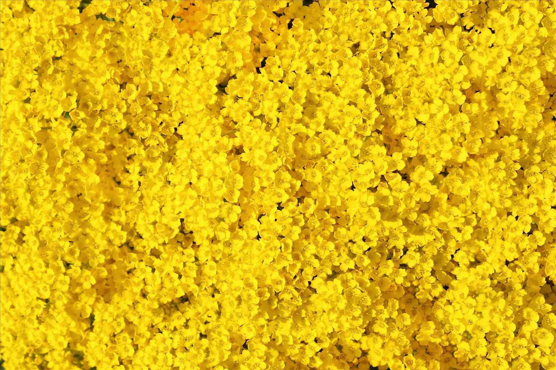 1900x1266 Aesthetic Yellow Desktop Wallpaper .