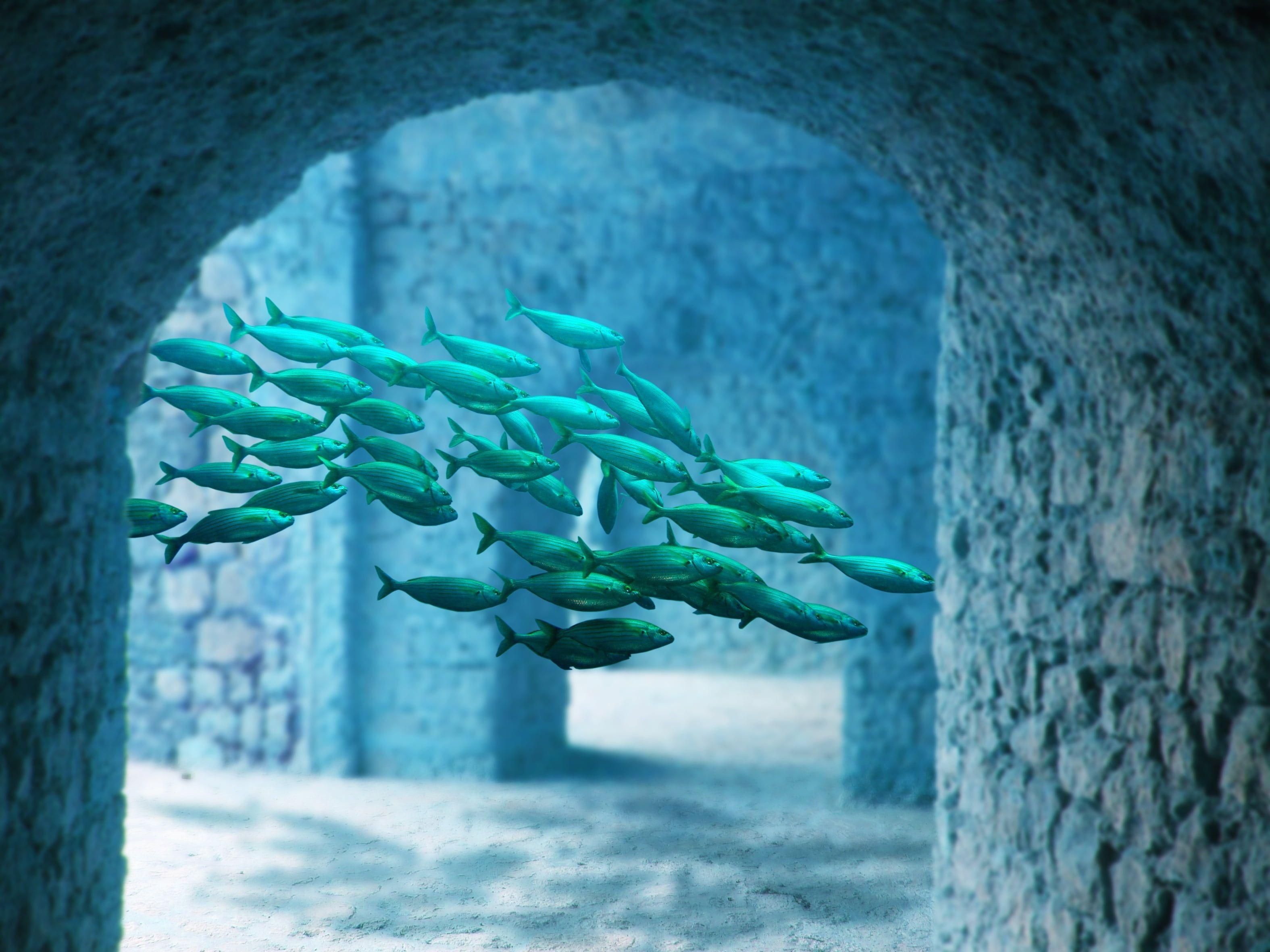 3150x2362 School of green fish HD wallpaper