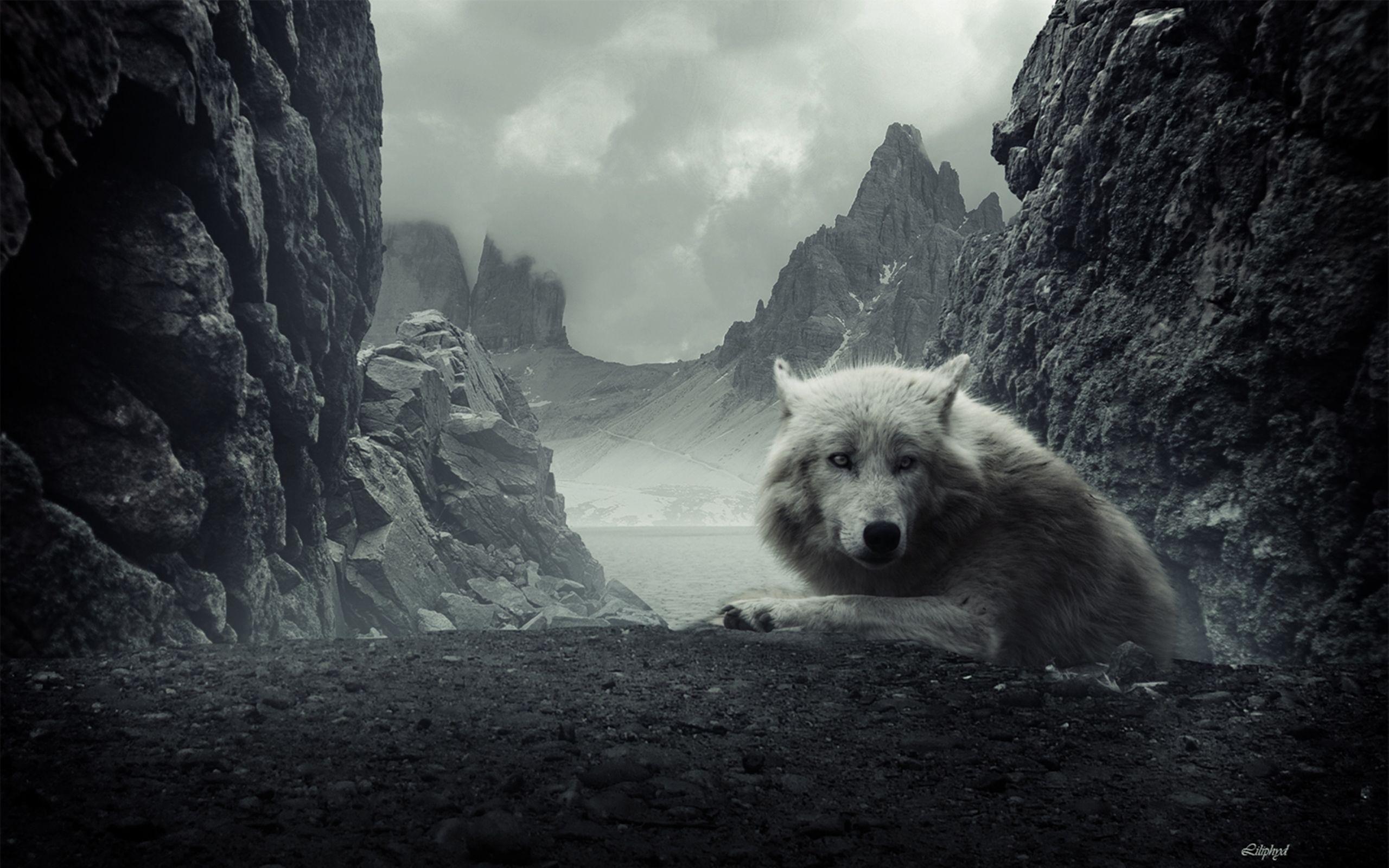 2560x1600 Quality HD Wolf Wallpaper for Free