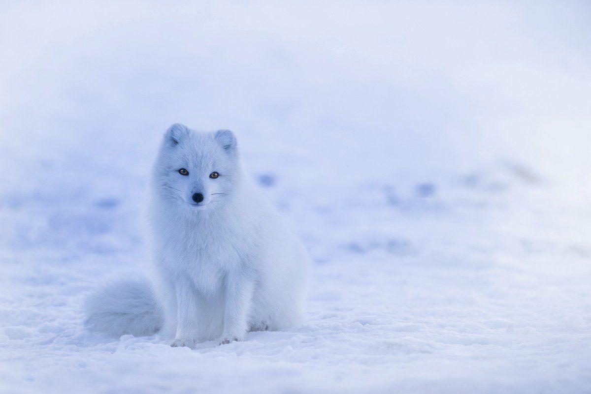 1200x801 White Fox Animal Island Ultra HD 8K .