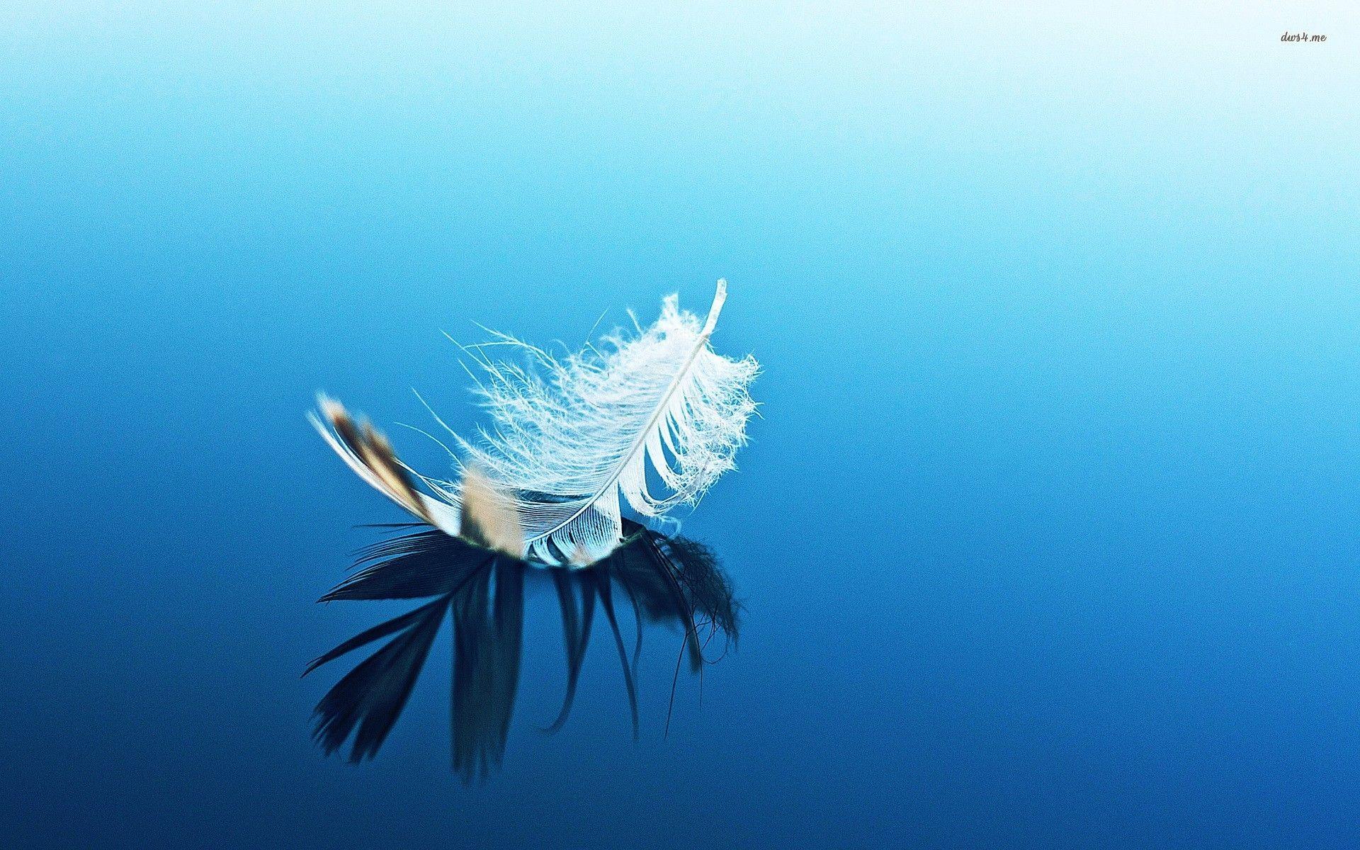 1920x1200 Feather wallpaperx1200