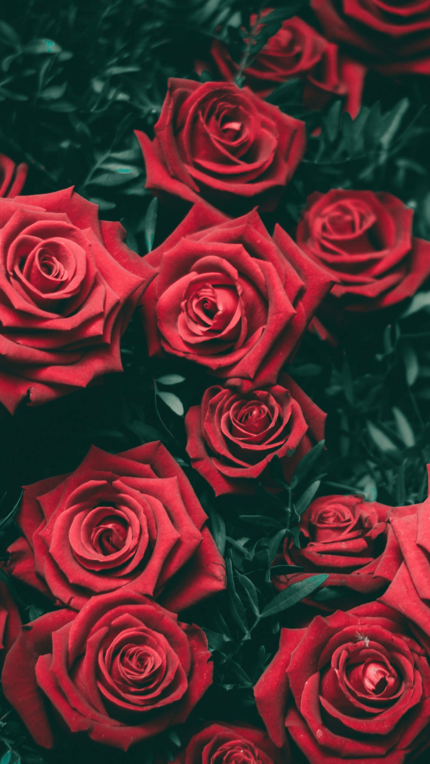 1440x2560 Free download Dark Flower Aesthetic .