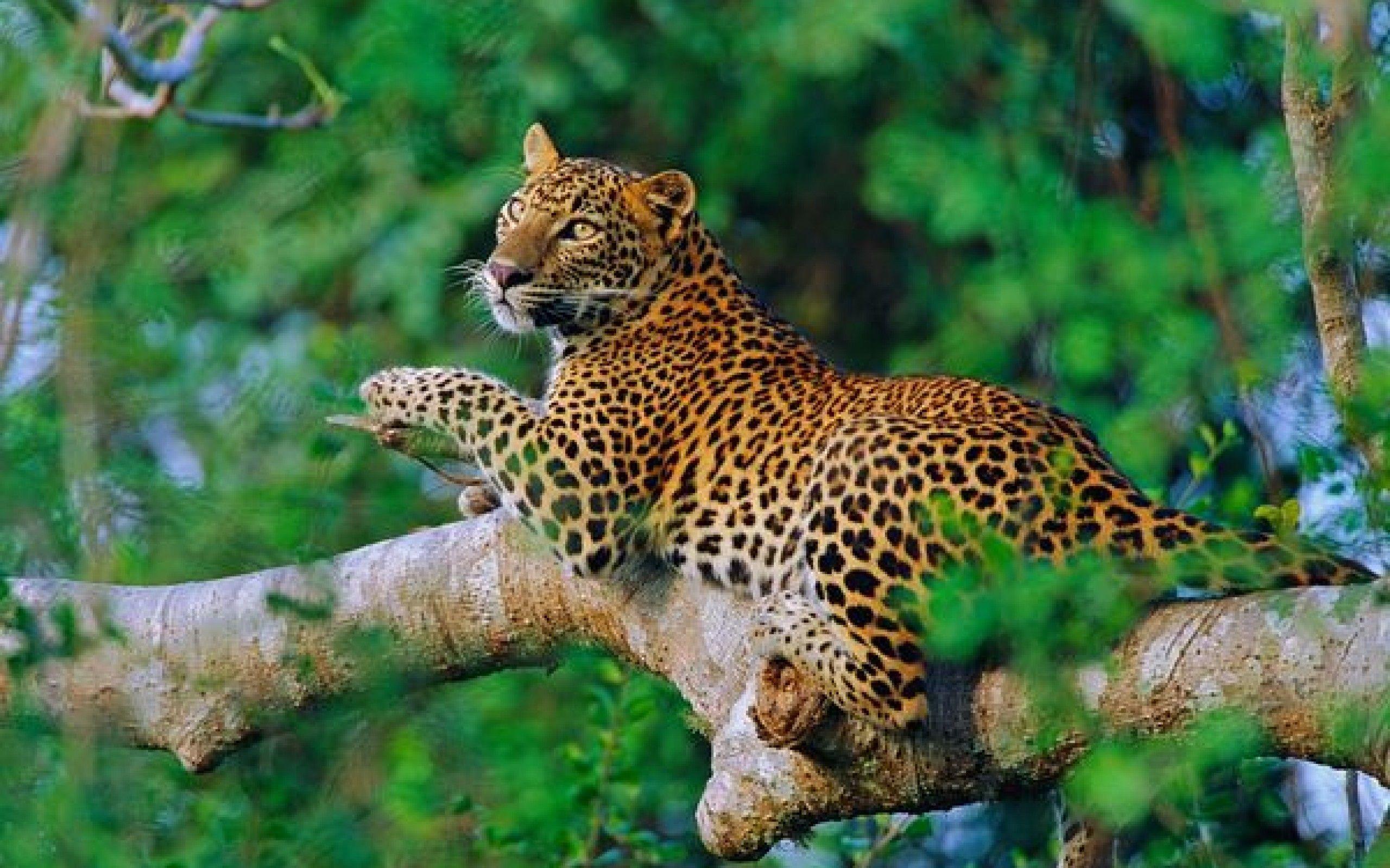 2560x1600 Sri Lanka Wallpaper Group Wallpaper