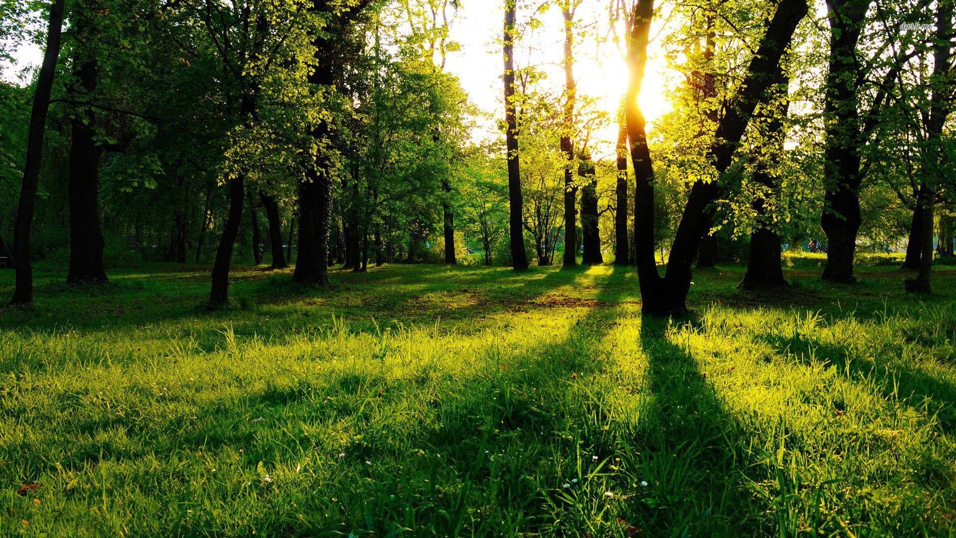 1920x1080 Forest Background HD Free Download .