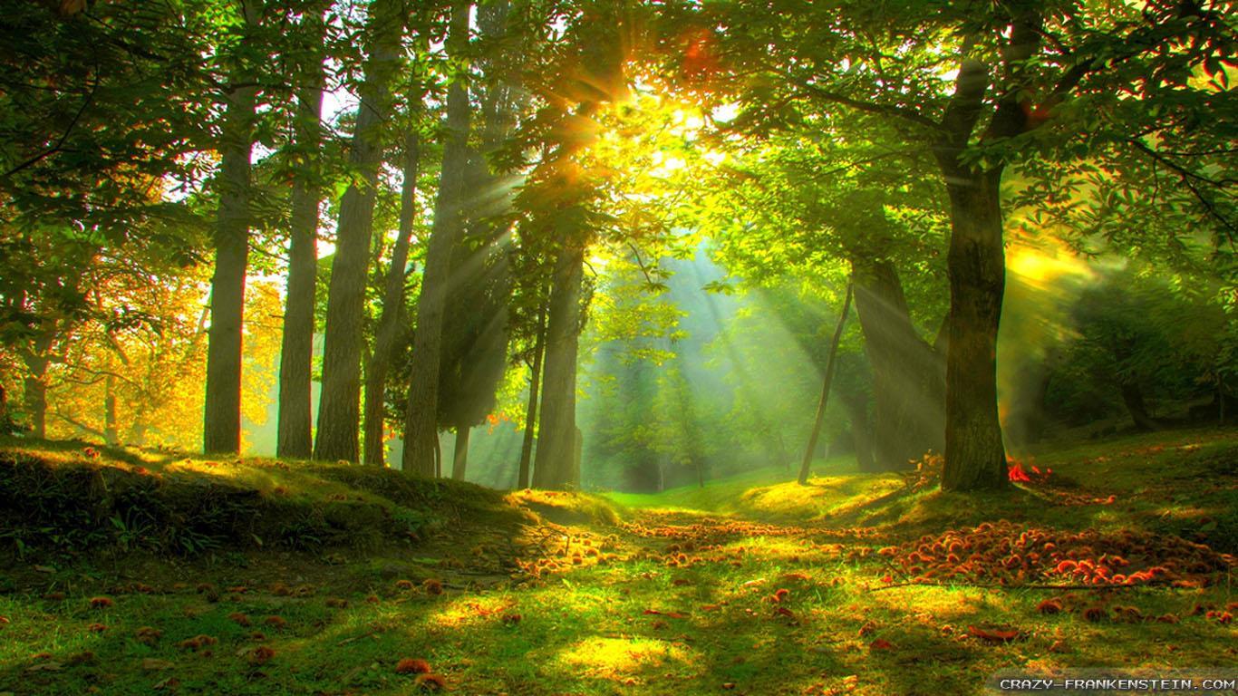 1366x768 Bright Forest Wallpaper